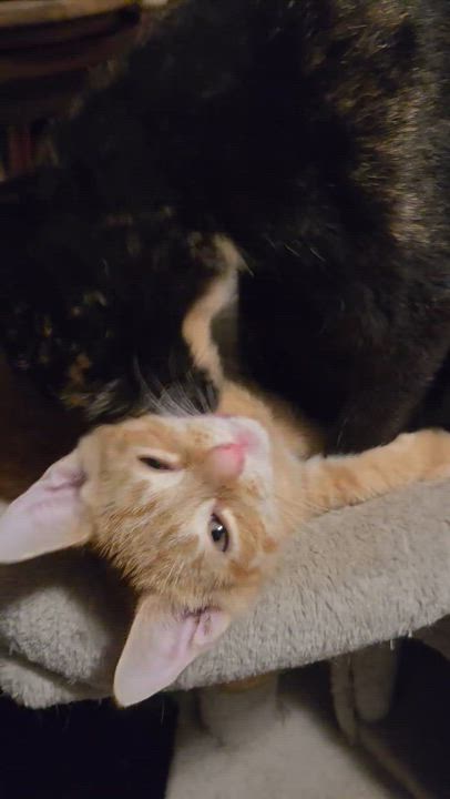 Enlarge Mochi, an adopted Domestic Short Hair in Fair Haven, VT video 2/2