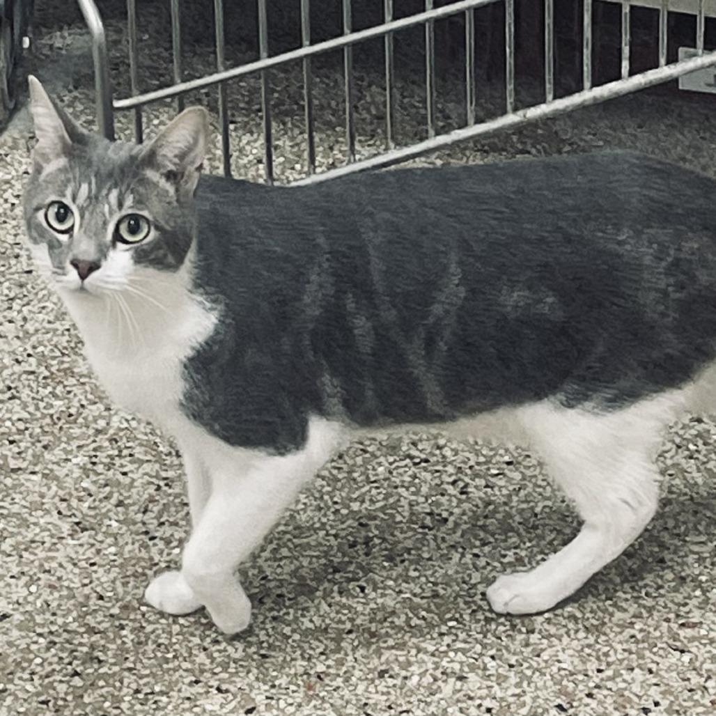 Boba, Adoptable, Adult Male Domestic Short Hair.