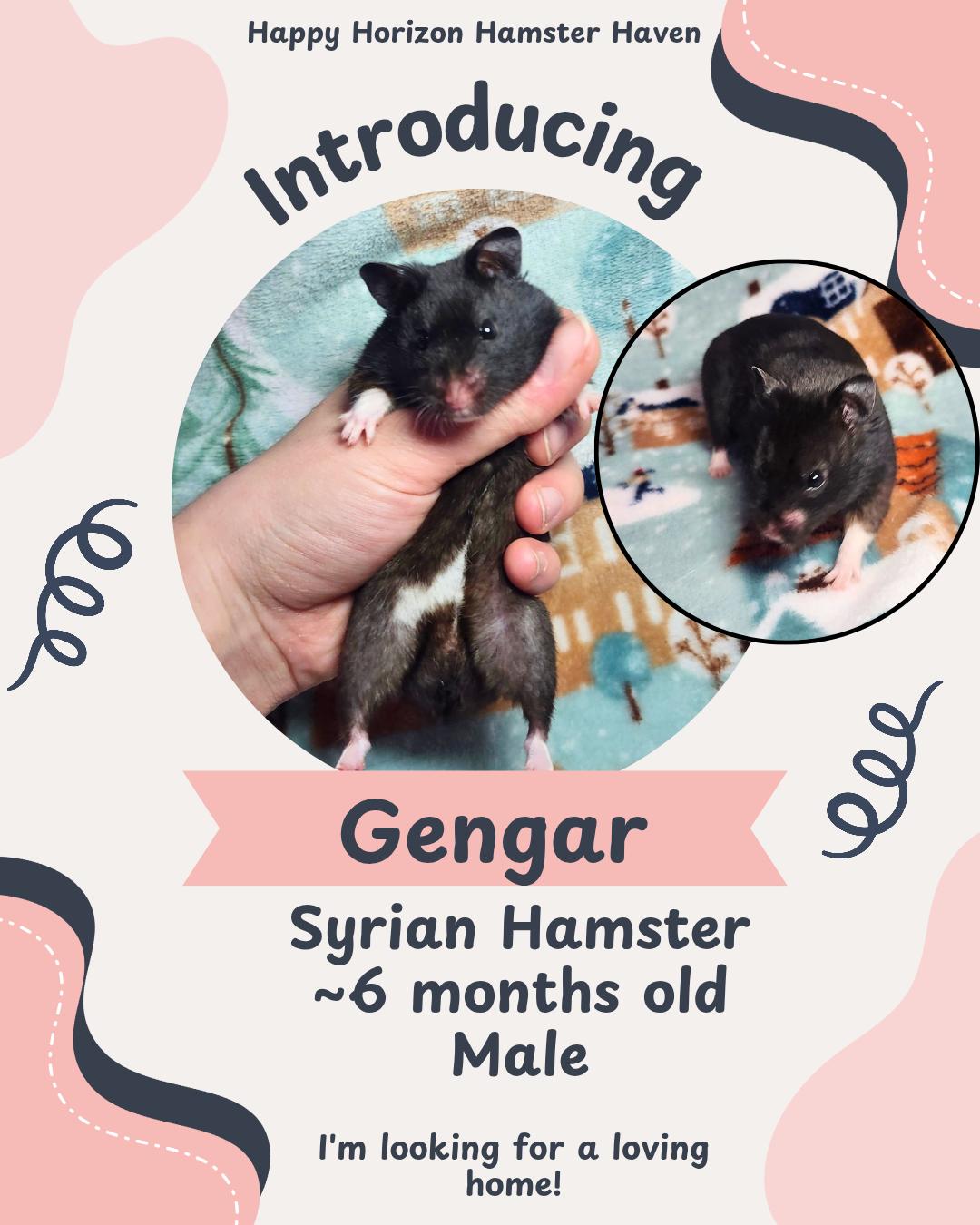 Enlarge Gengar, an adopted Hamster in West Chester, OH image 1/1
