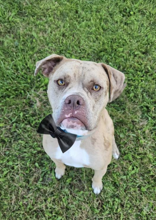 Arnie, Adoptable, Young Male American Bully.
