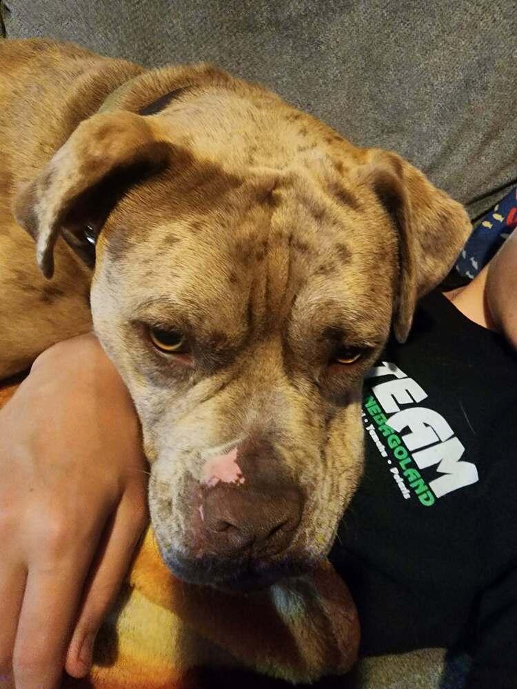 Enlarge Arnie, a Adoptable mixed breed in Deerfield, WI image 6/6