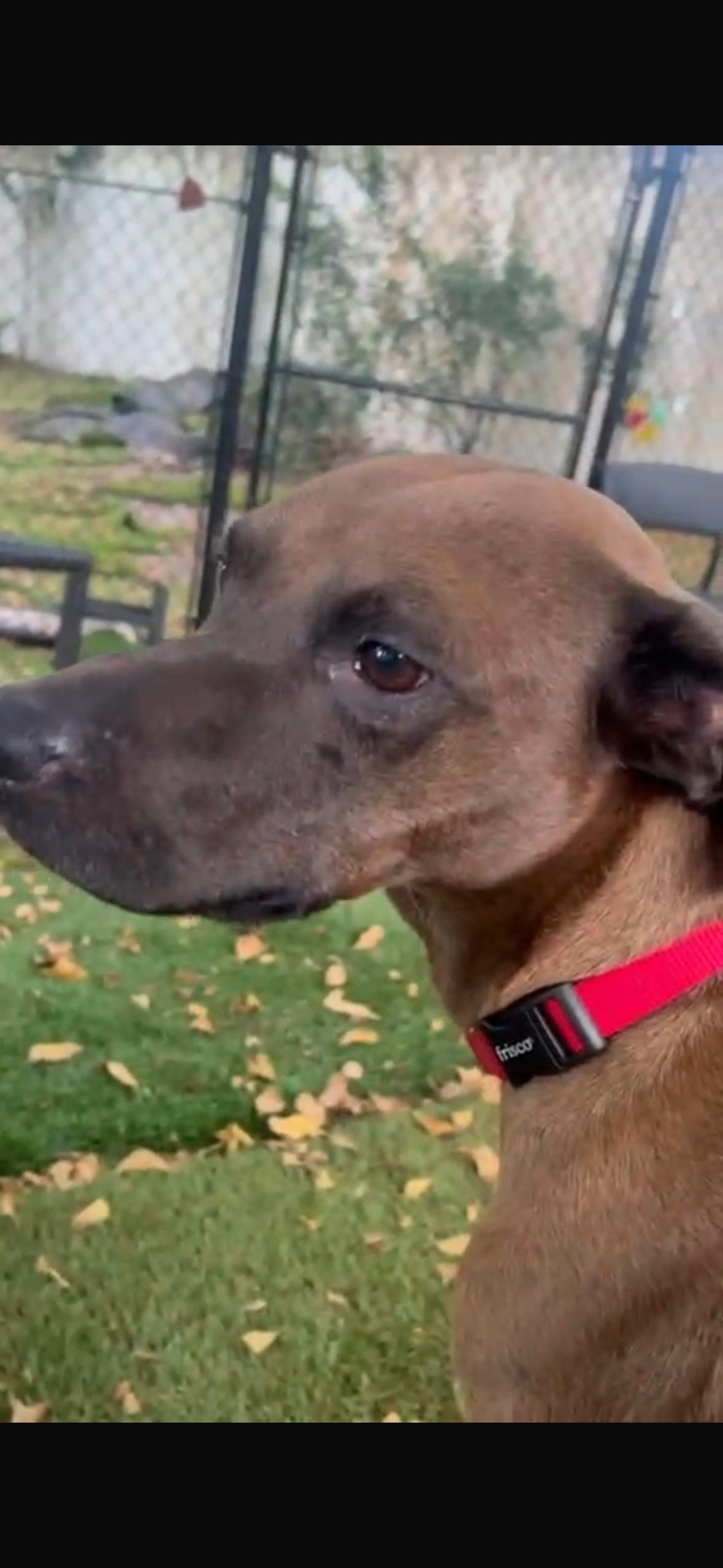 Mikey, Adoptable, Young Male Terrier & Labrador Retriever.