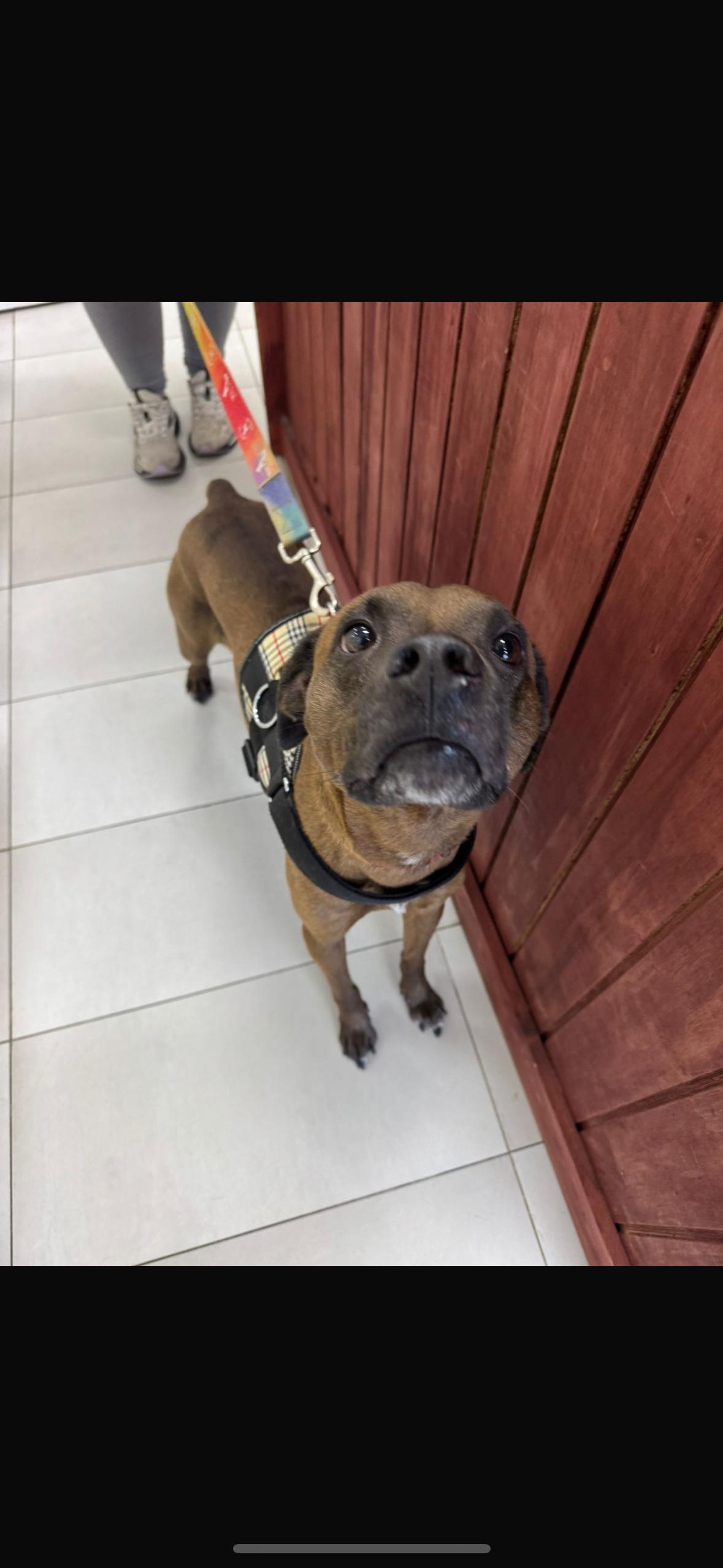 Mikey, a Adoptable mixed breed in Lauderhill, FL image 2/3