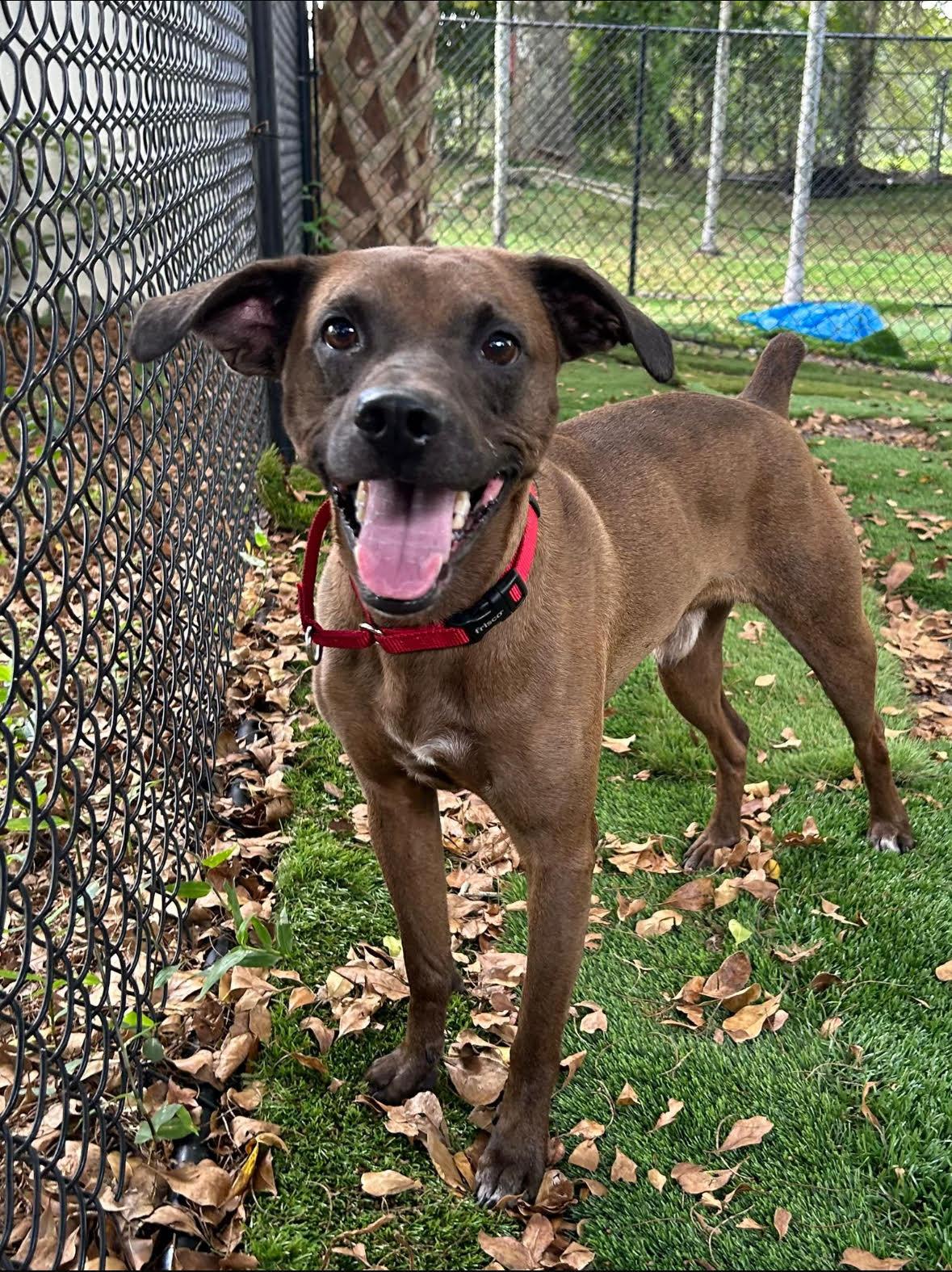 Mikey, Adoptable, Young Male Terrier & Labrador Retriever.