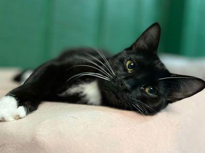 Cyrus, Adoptable, Young Male Domestic Short Hair & Domestic Short Hair.