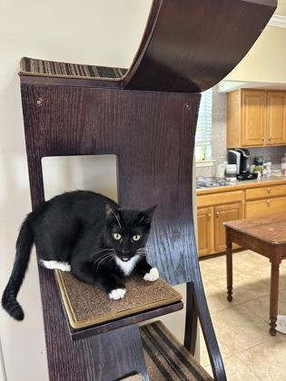 Cyrus, a Adoptable Domestic Short Hair in River Ridge, LA image 3/4