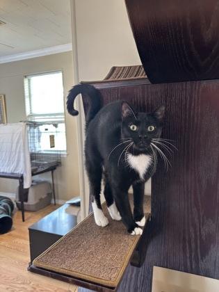 Cyrus, a Adoptable Domestic Short Hair in River Ridge, LA image 2/3