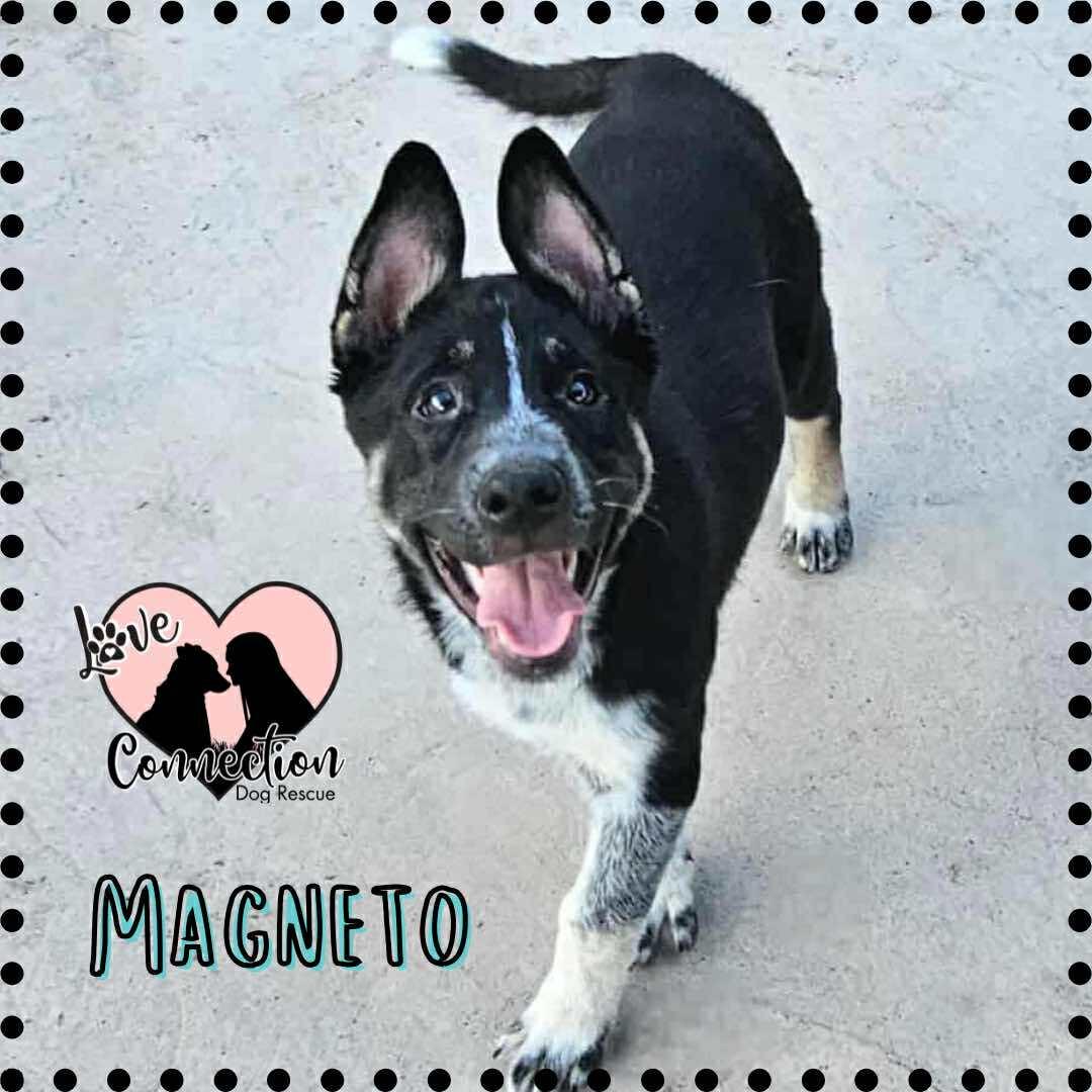 Magneto