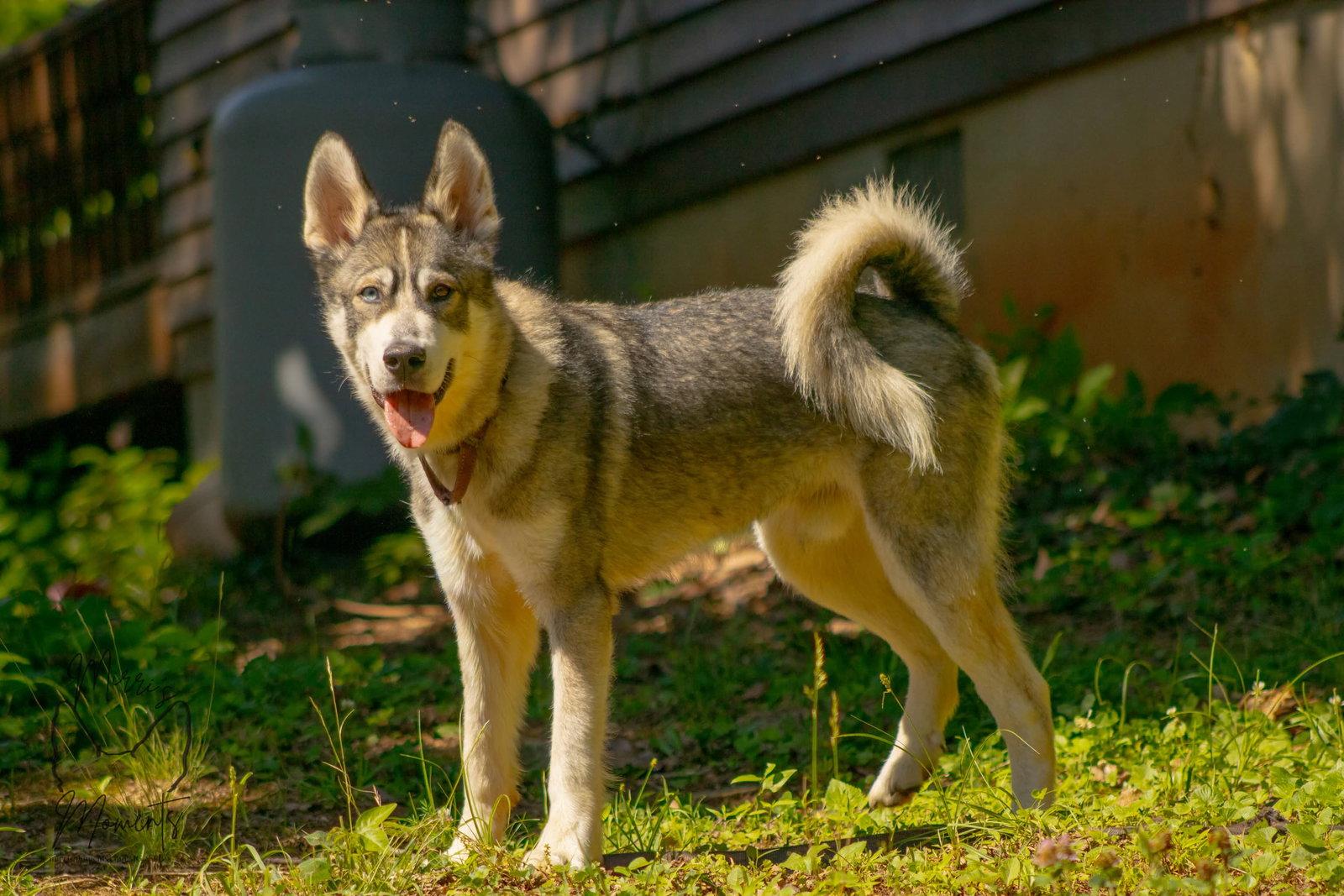 Balto: Not at shelter (Sierra), Adoptable, Young Male Siberian Husky & Shepherd.