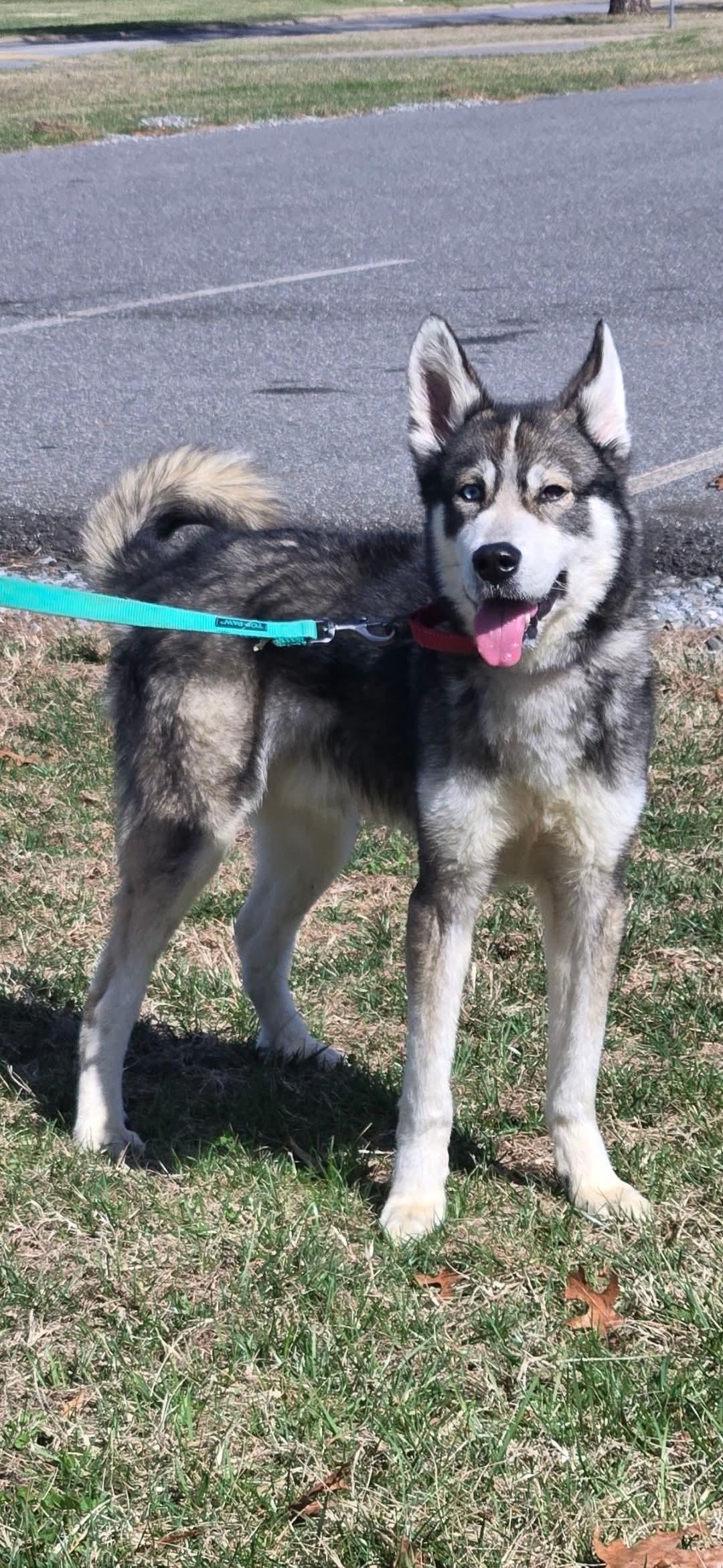 Balto: Not at shelter (Sierra), a Adoptable mixed breed in Rustburg, VA image 2/3