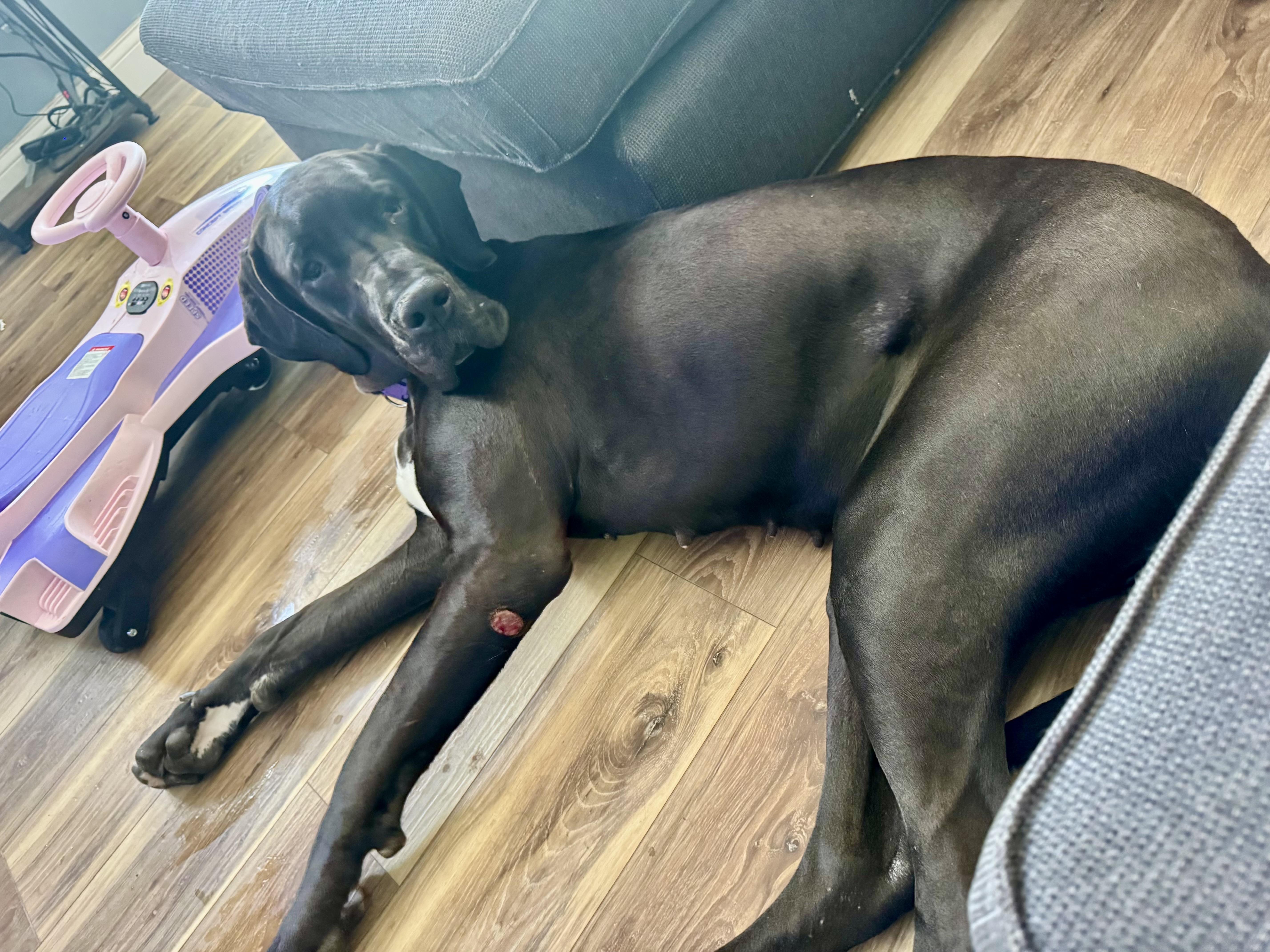 Lola, an adopted Great Dane in Hartland, MI image 4/4