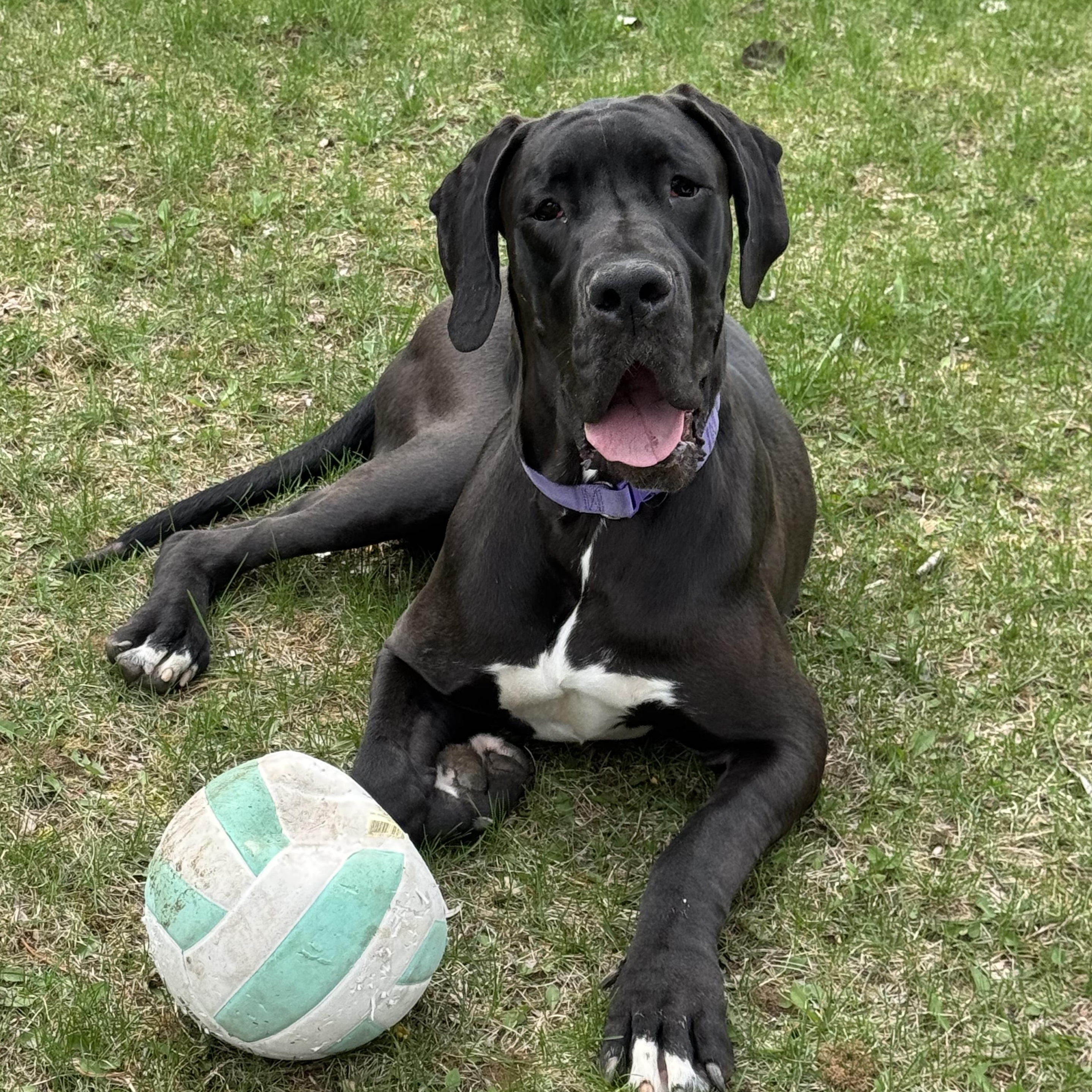 Lola, an adopted Great Dane in Hartland, MI image 1/4