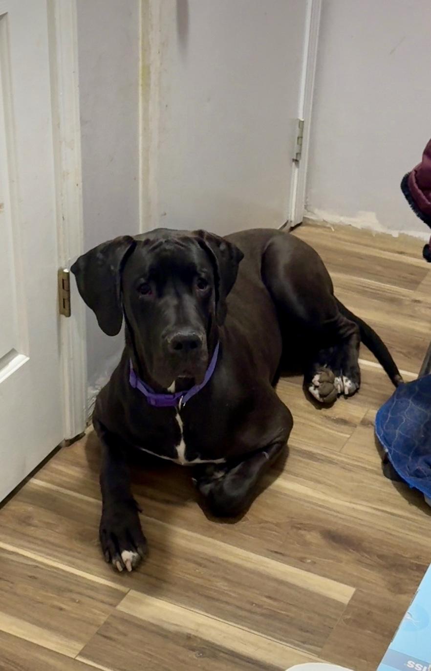 Lola, an adopted Great Dane in Hartland, MI image 3/4