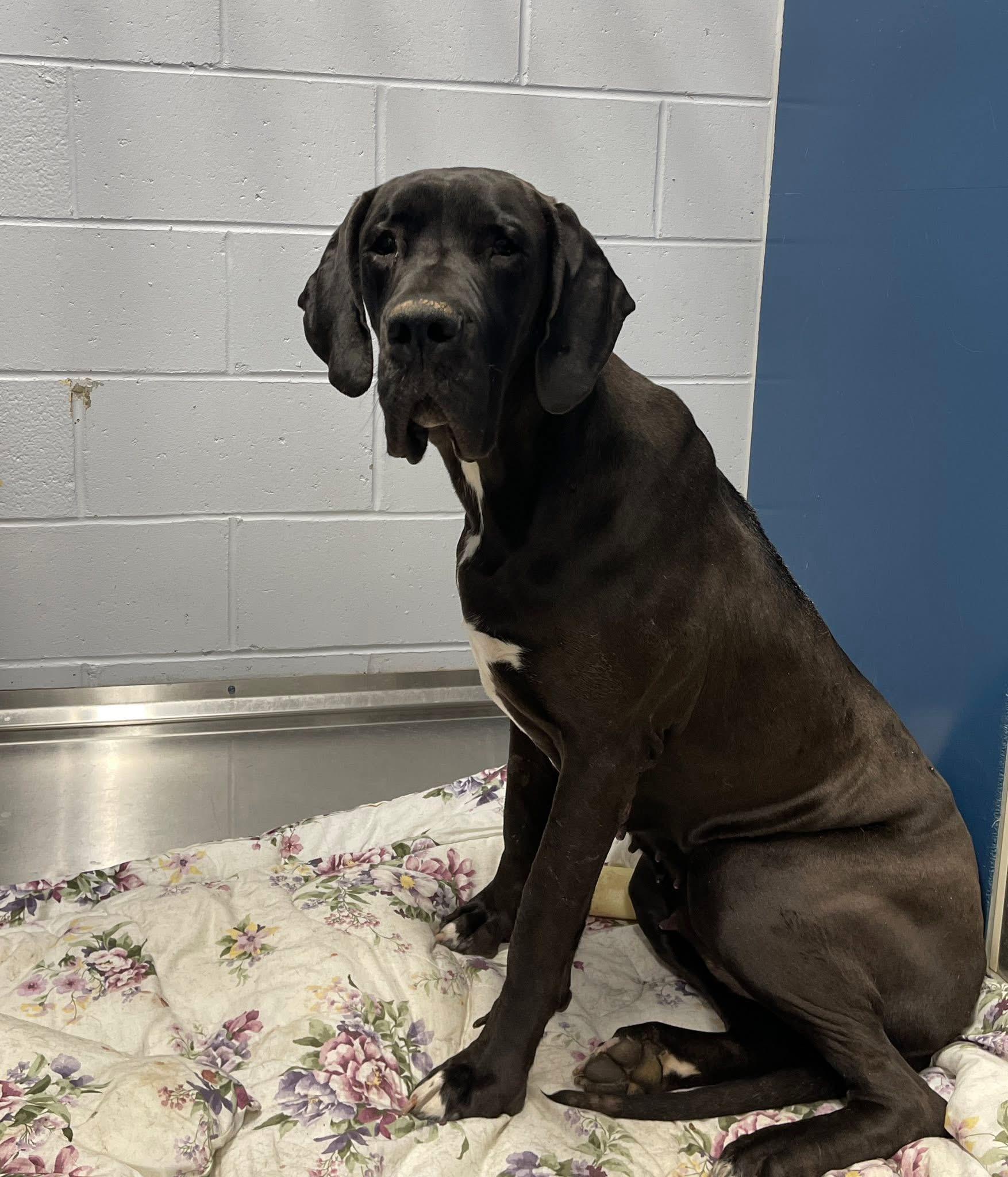 Lola, an adopted Great Dane in Hartland, MI image 2/4