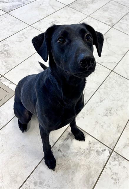 LUCY, Adoptable, Adult Female Labrador Retriever & Mixed Breed.