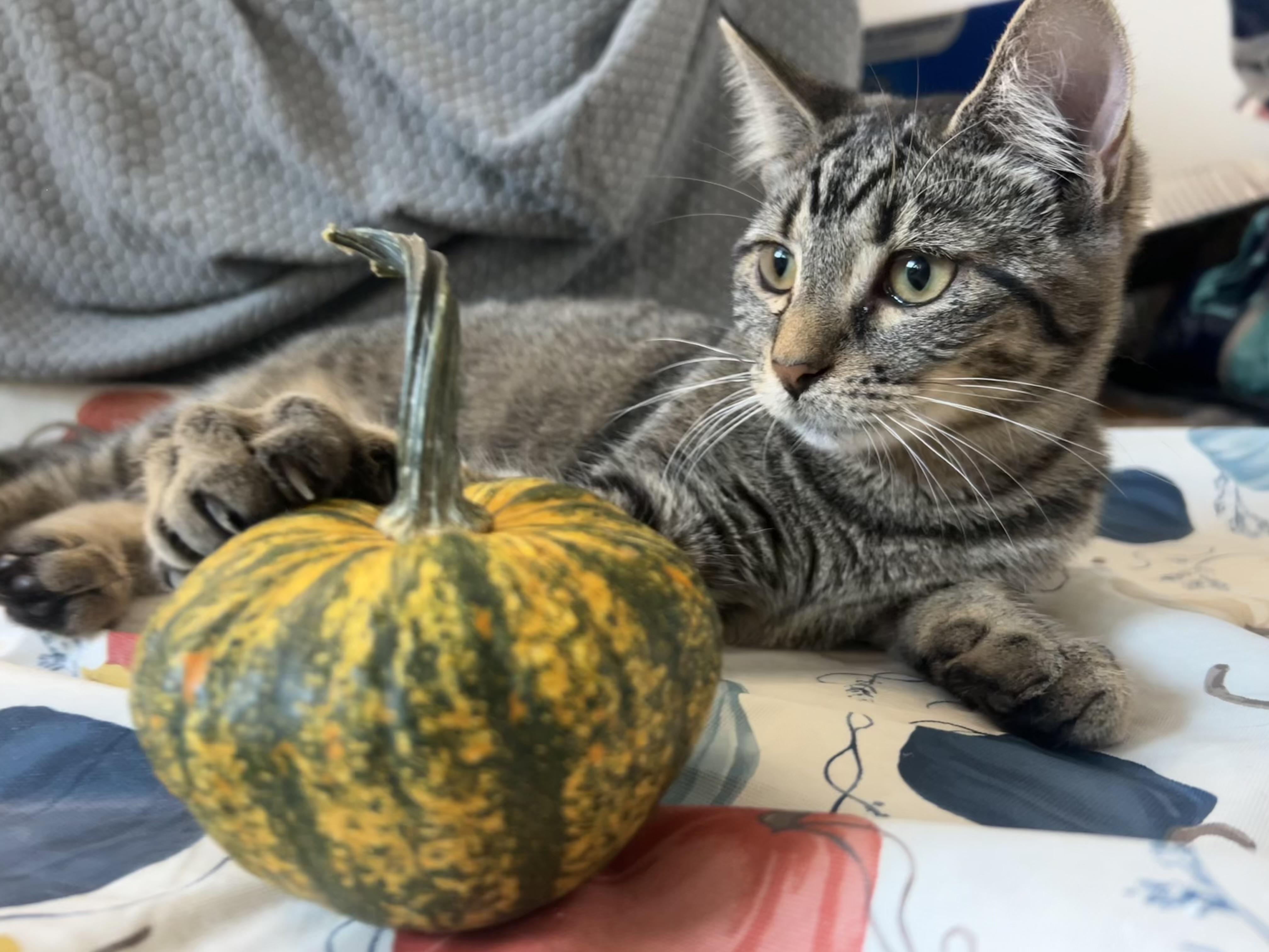 Bessie, Adoptable, Young Female Domestic Short Hair.