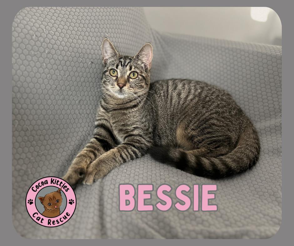 Bessie, Adoptable, Young Female Domestic Short Hair.
