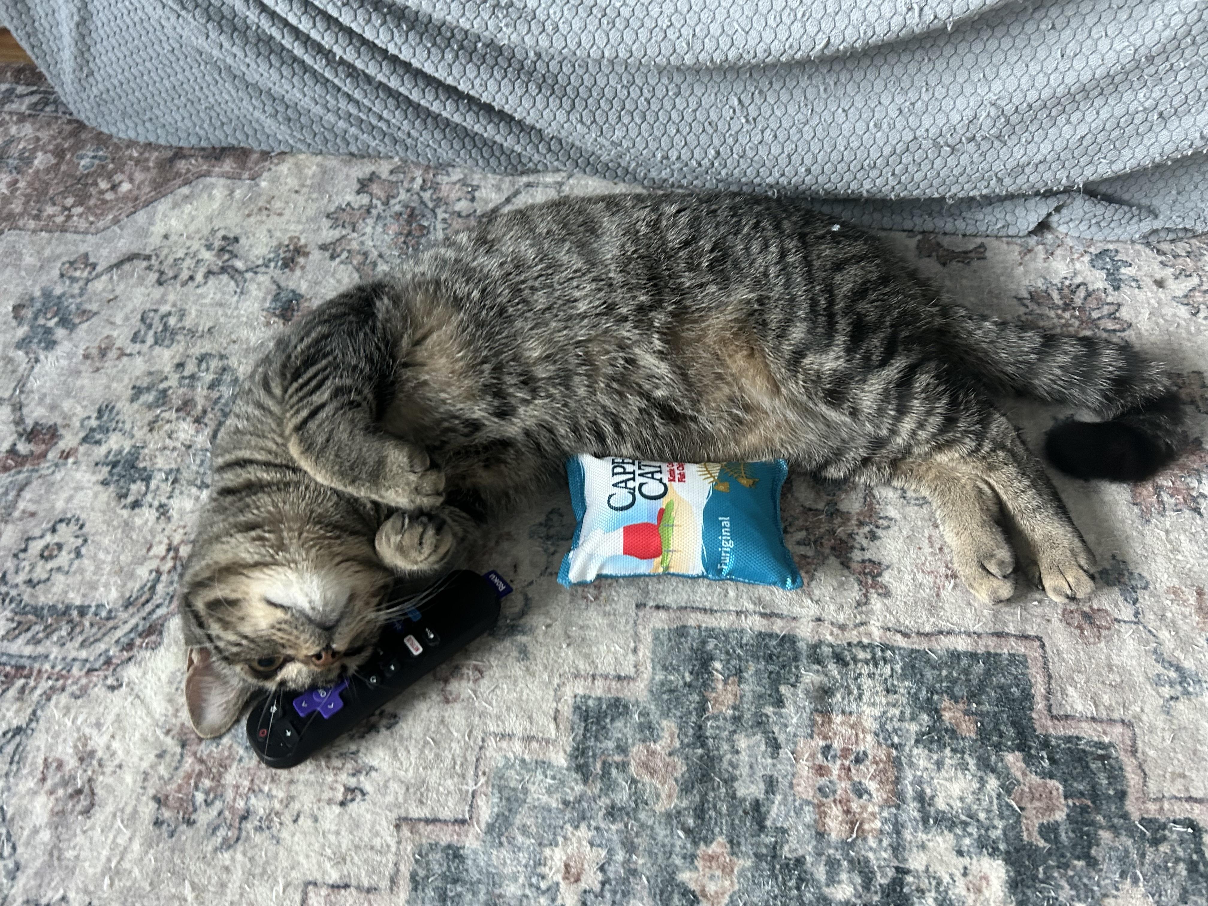 Enlarge Bessie, a Adoptable Domestic Short Hair in Hershey, PA image 3/6