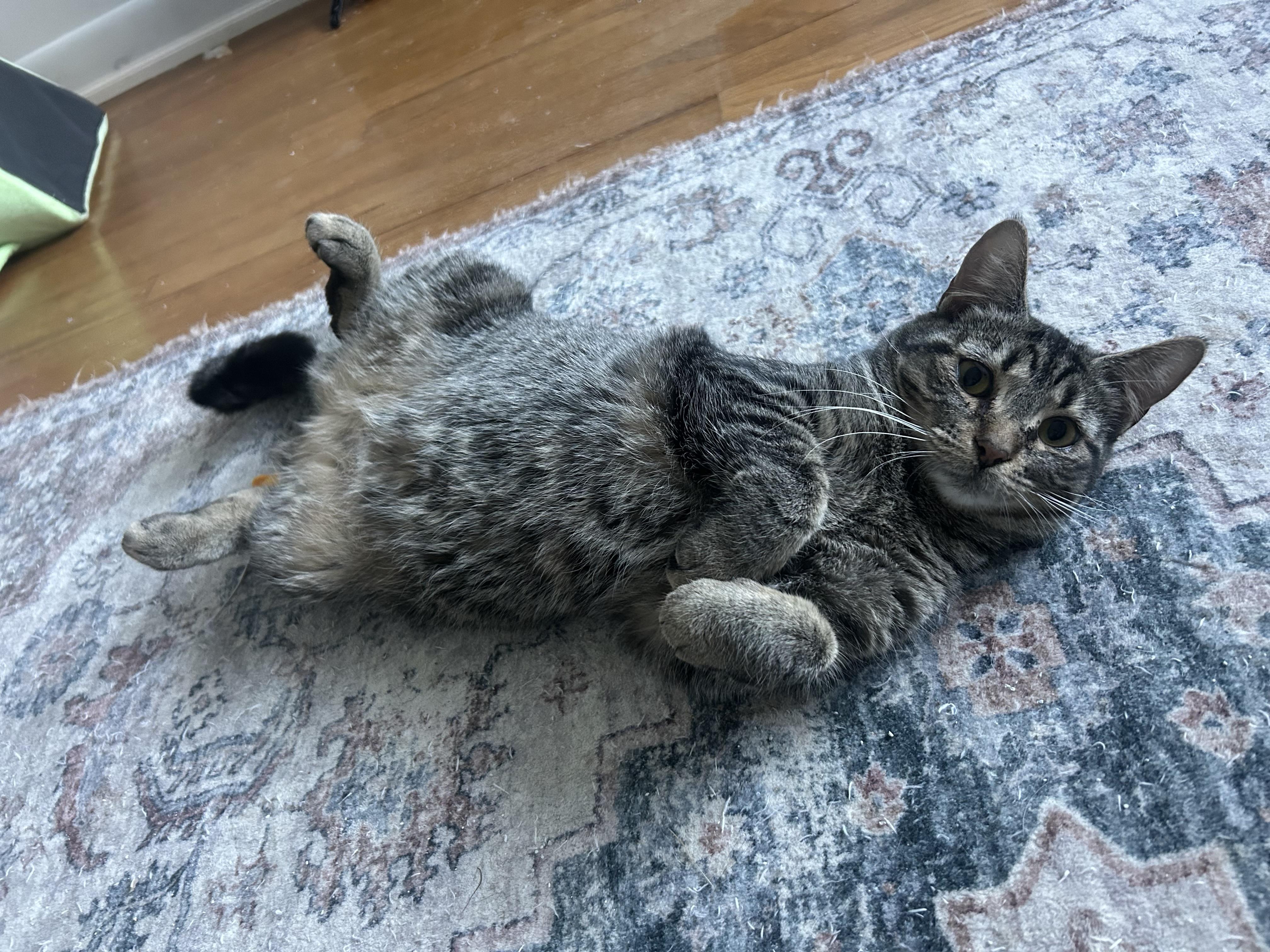 Enlarge Bessie, a Adoptable Domestic Short Hair in Hershey, PA image 4/6