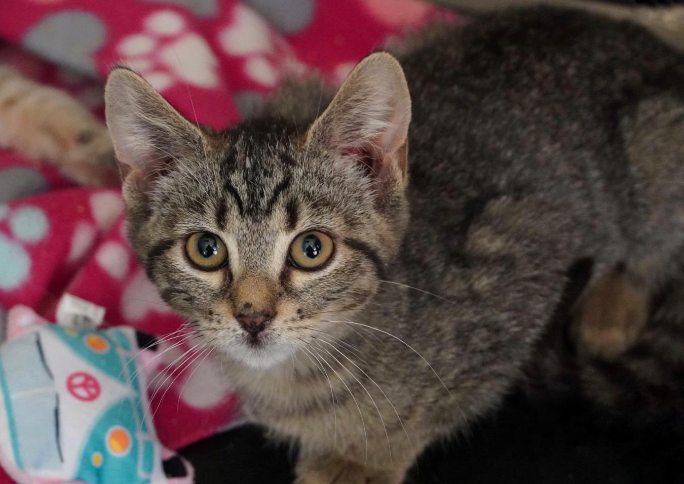 Enlarge Bessie, a Adoptable Domestic Short Hair in Hershey, PA image 2/6