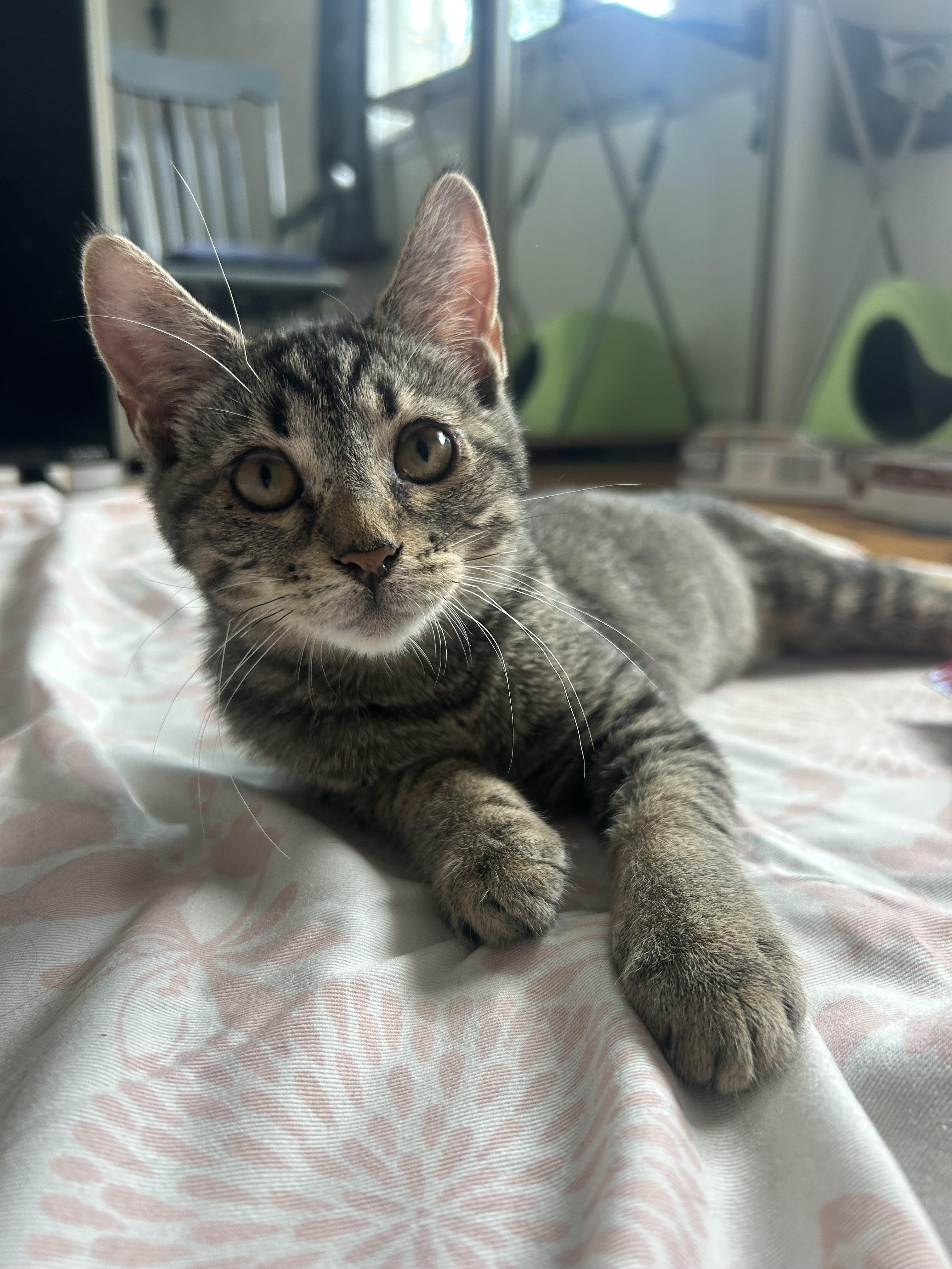 Enlarge Bessie, a Adoptable Domestic Short Hair in Hershey, PA image 3/6