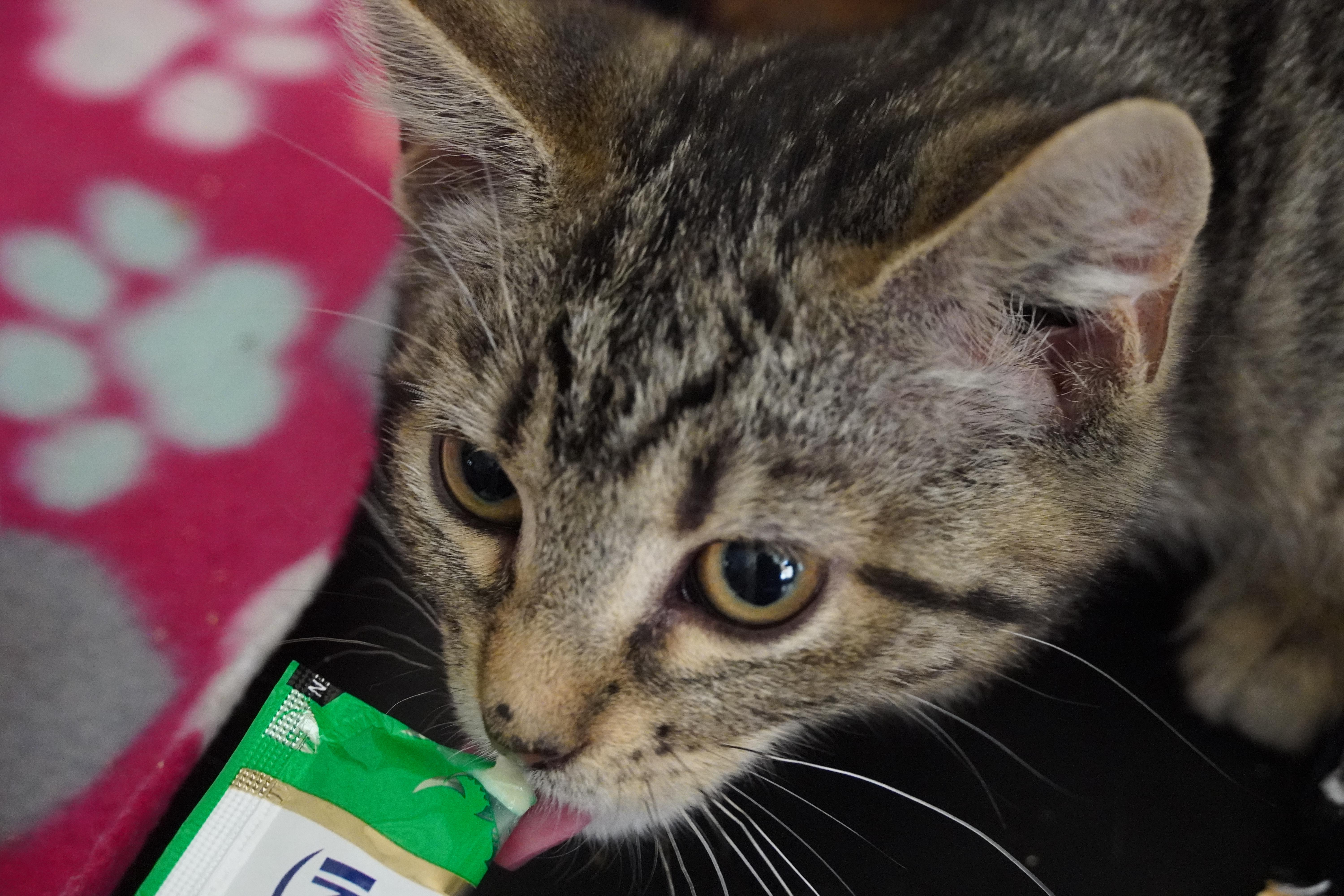 Enlarge Bessie, a Adoptable Domestic Short Hair in Hershey, PA image 5/6