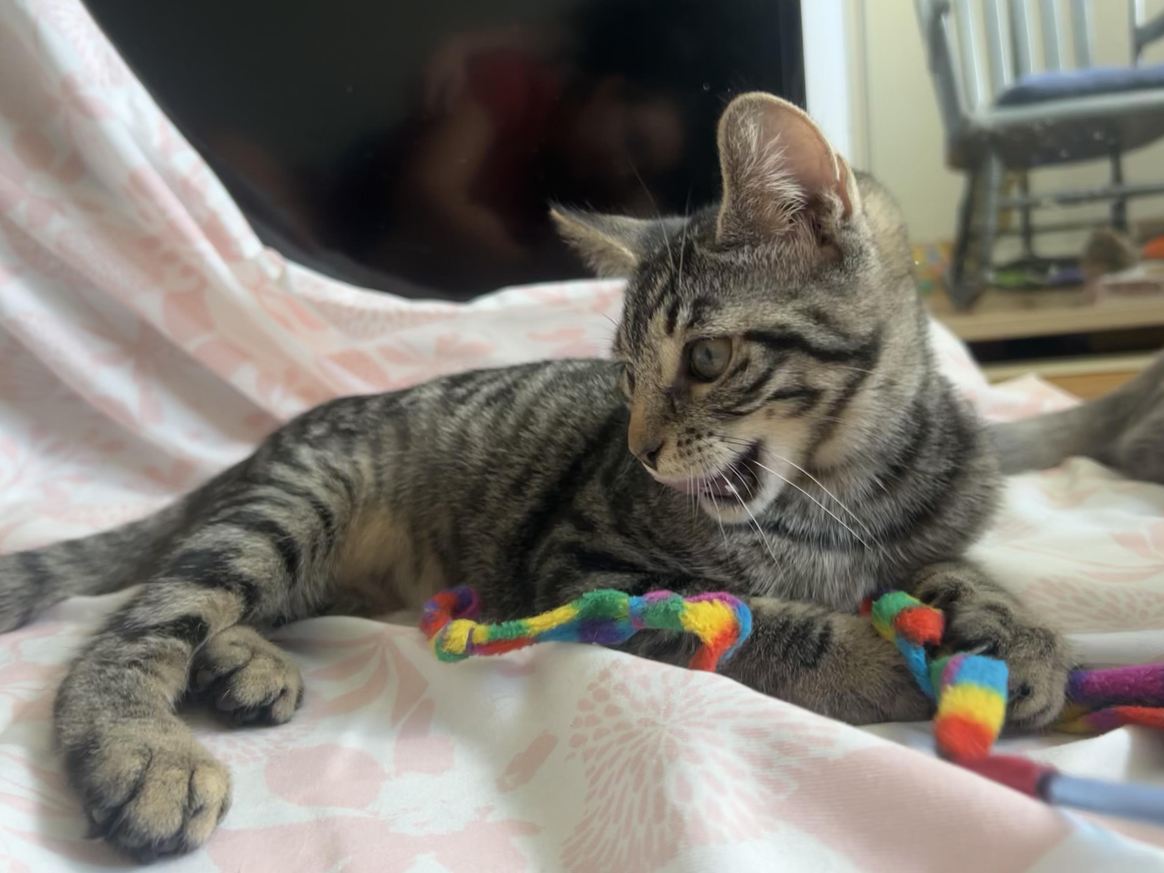 Enlarge Bessie, a Adoptable Domestic Short Hair in Hershey, PA image 5/6