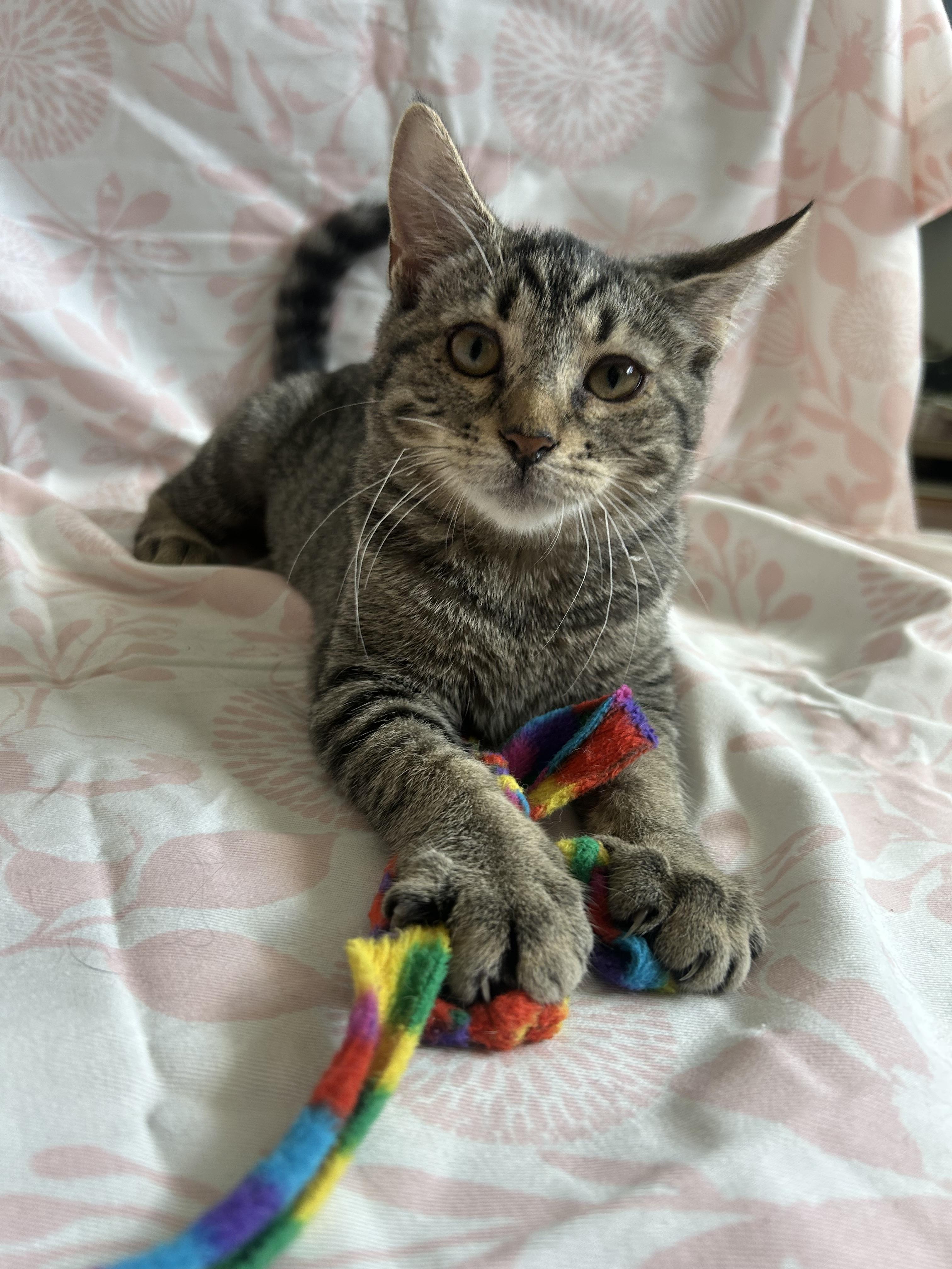 Enlarge Bessie, a Adoptable Domestic Short Hair in Hershey, PA image 6/6