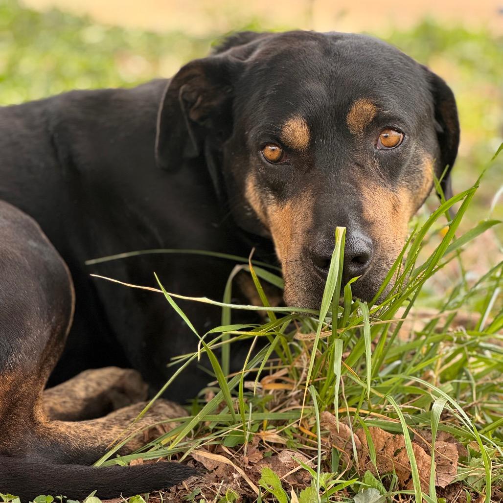 Chunk, a Adoptable mixed breed in Centerville, TN image 1/6