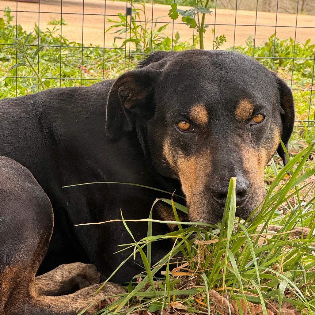 Chunk, a Adoptable mixed breed in Centerville, TN image 3/6
