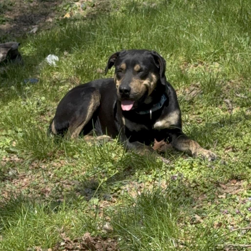 Chunk, a Adoptable mixed breed in Centerville, TN image 4/6