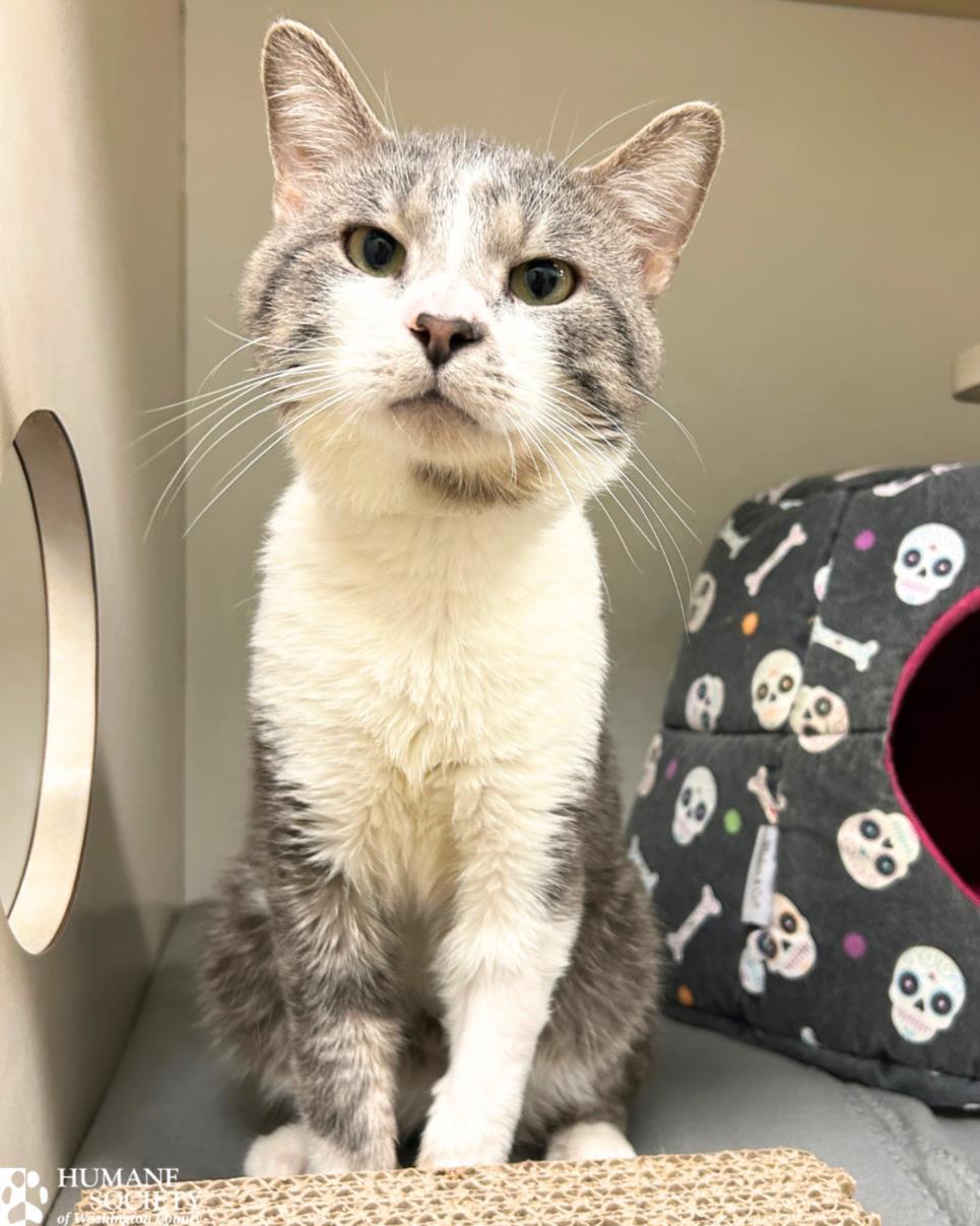 Enlarge ONI, a Adoptable Domestic Short Hair in Hagerstown, MD image 1/1