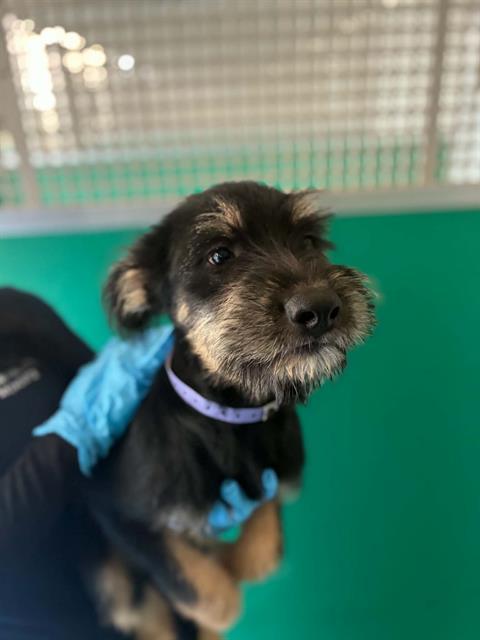 Enlarge ELLIE, a Adoptable mixed breed in Visalia, CA image 1/1