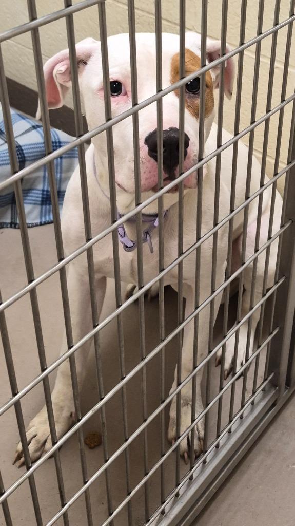Effie, Adoptable, Adult Female Pit Bull Terrier.
