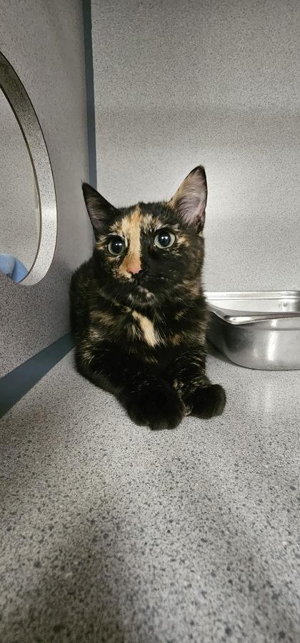 Enlarge Athena, an adopted mixed breed in Canon City, CO image 1/1