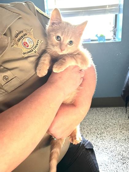 Toast -$50 available as Foster To Adopt, Adoptable, Kitten Male Domestic Short Hair & Domestic Short Hair.