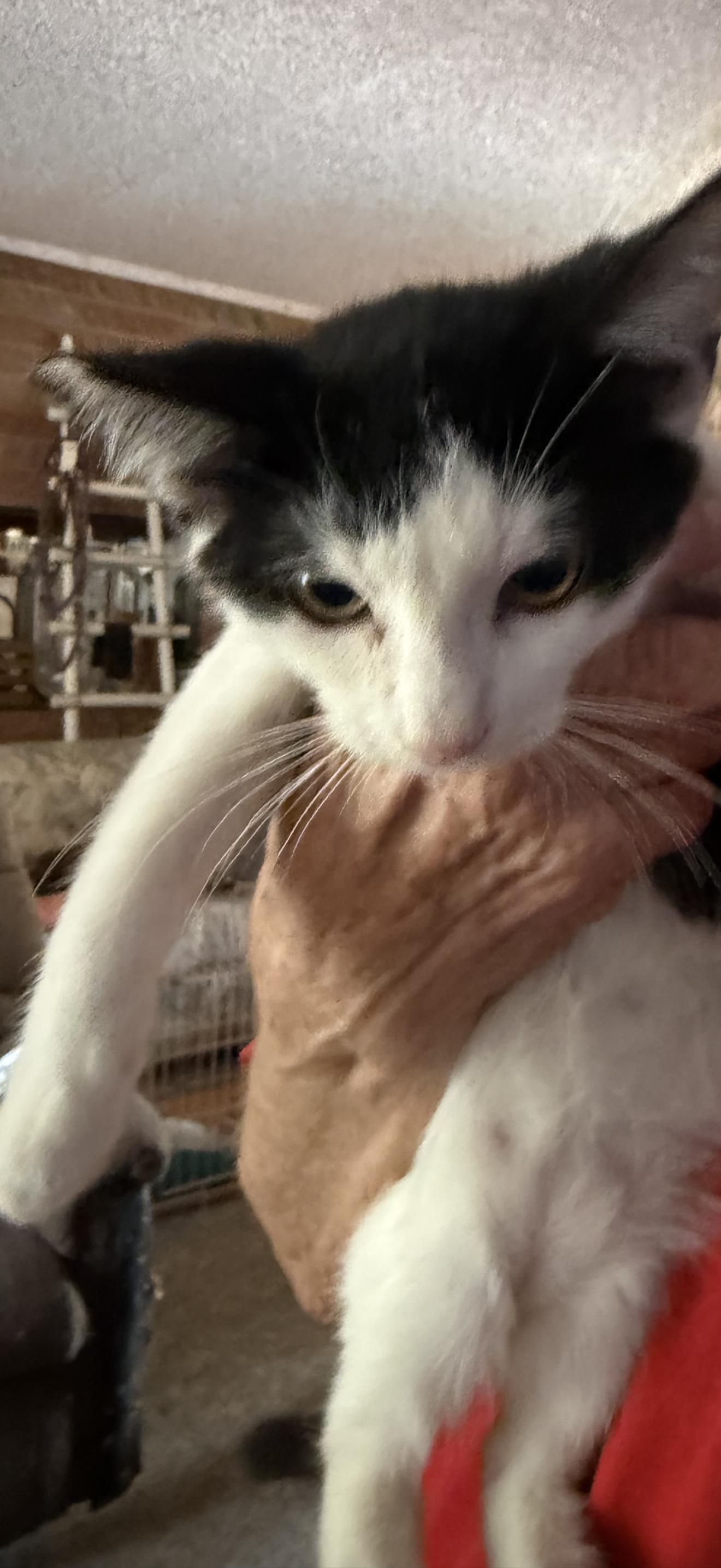 Snitch, ADOPTABLE, Kitten Male Tuxedo.