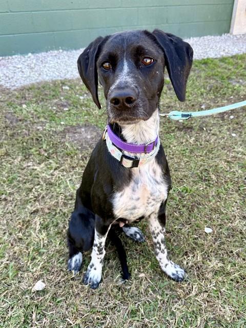 MOCHI, Adoptable, Young Female German Shorthaired Pointer & German Shepherd Dog.