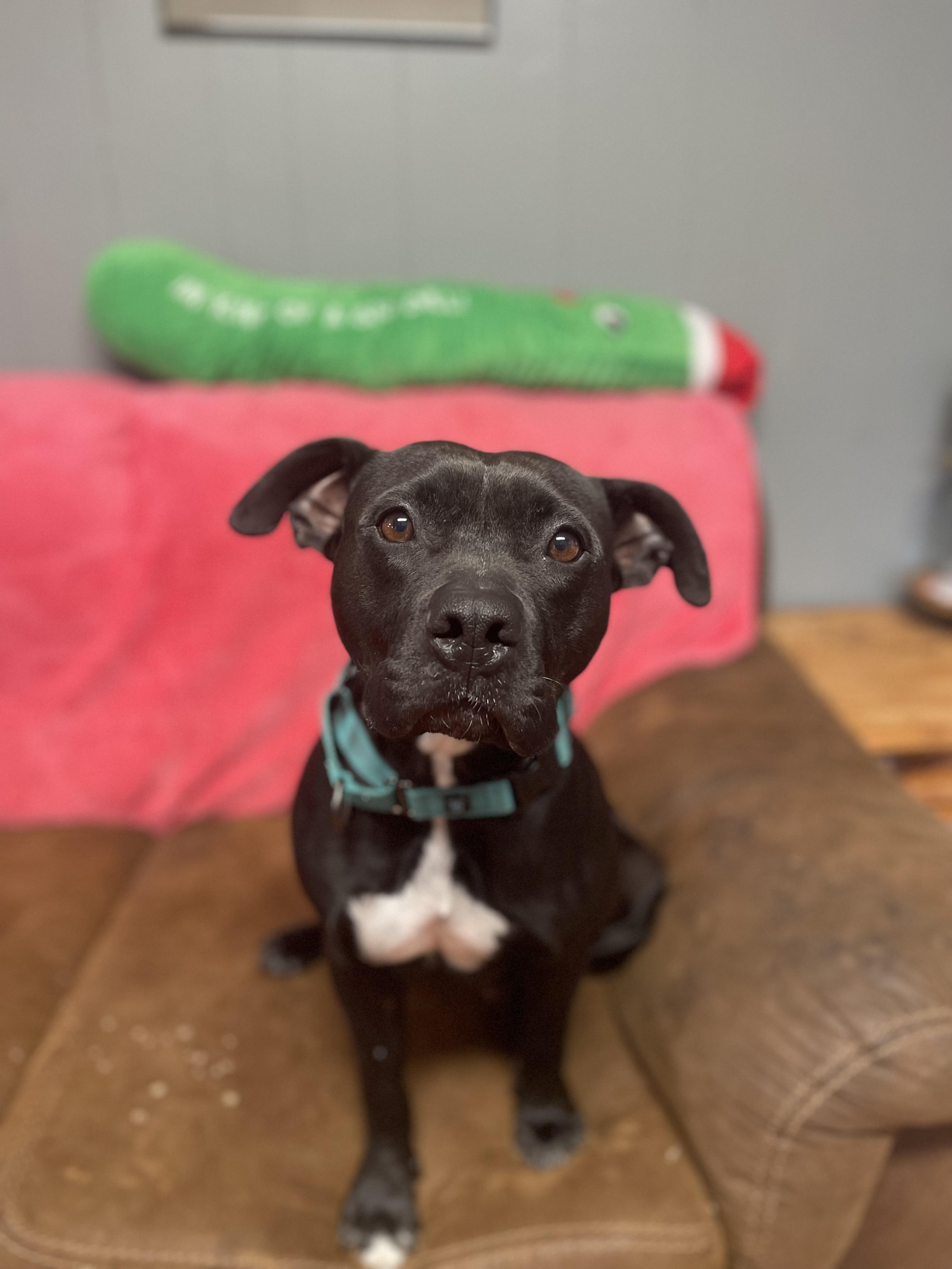 Enlarge Calliope , a ADOPTABLE mixed breed in Marshall, MO image 1/4