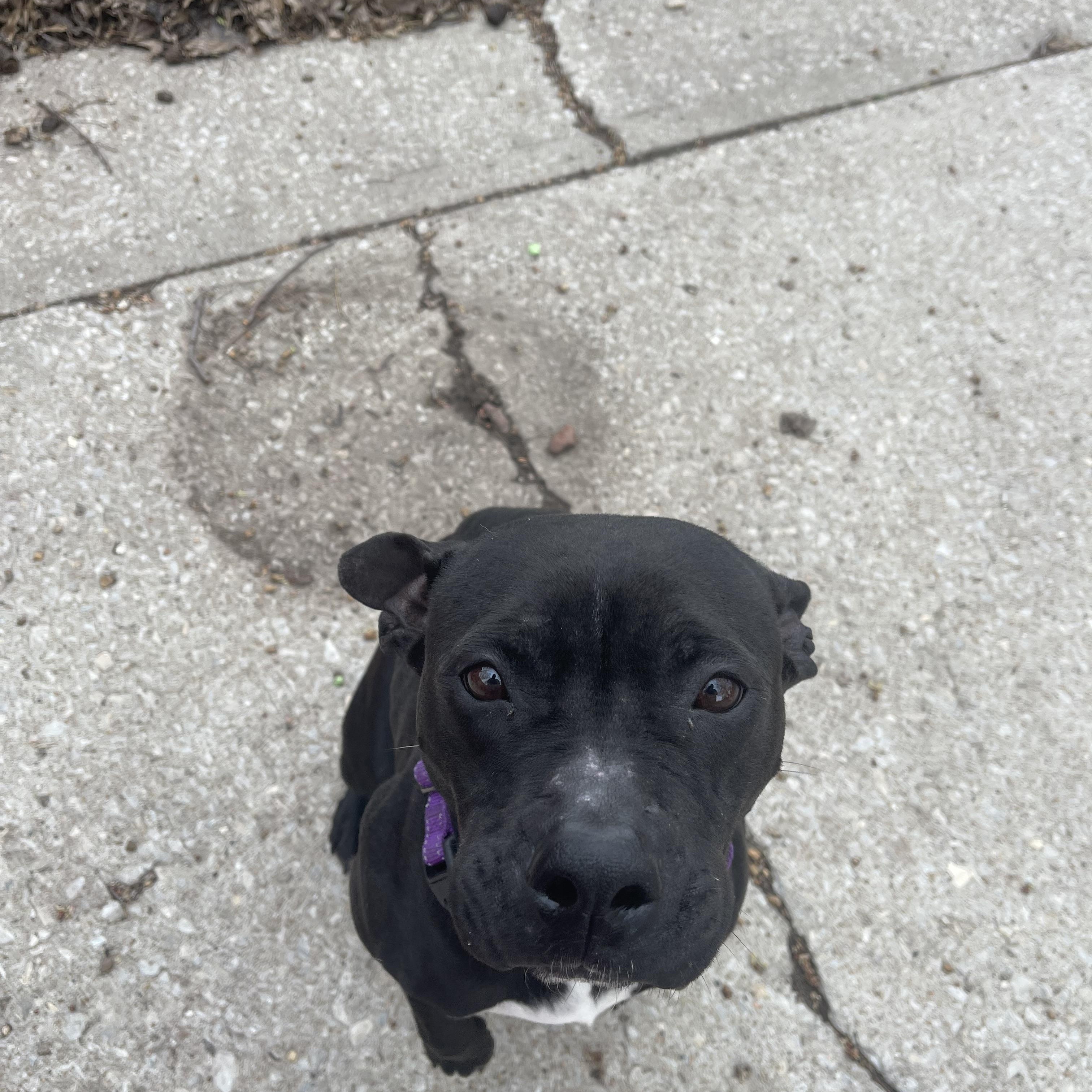 Enlarge Calliope , a ADOPTABLE mixed breed in Marshall, MO image 4/4