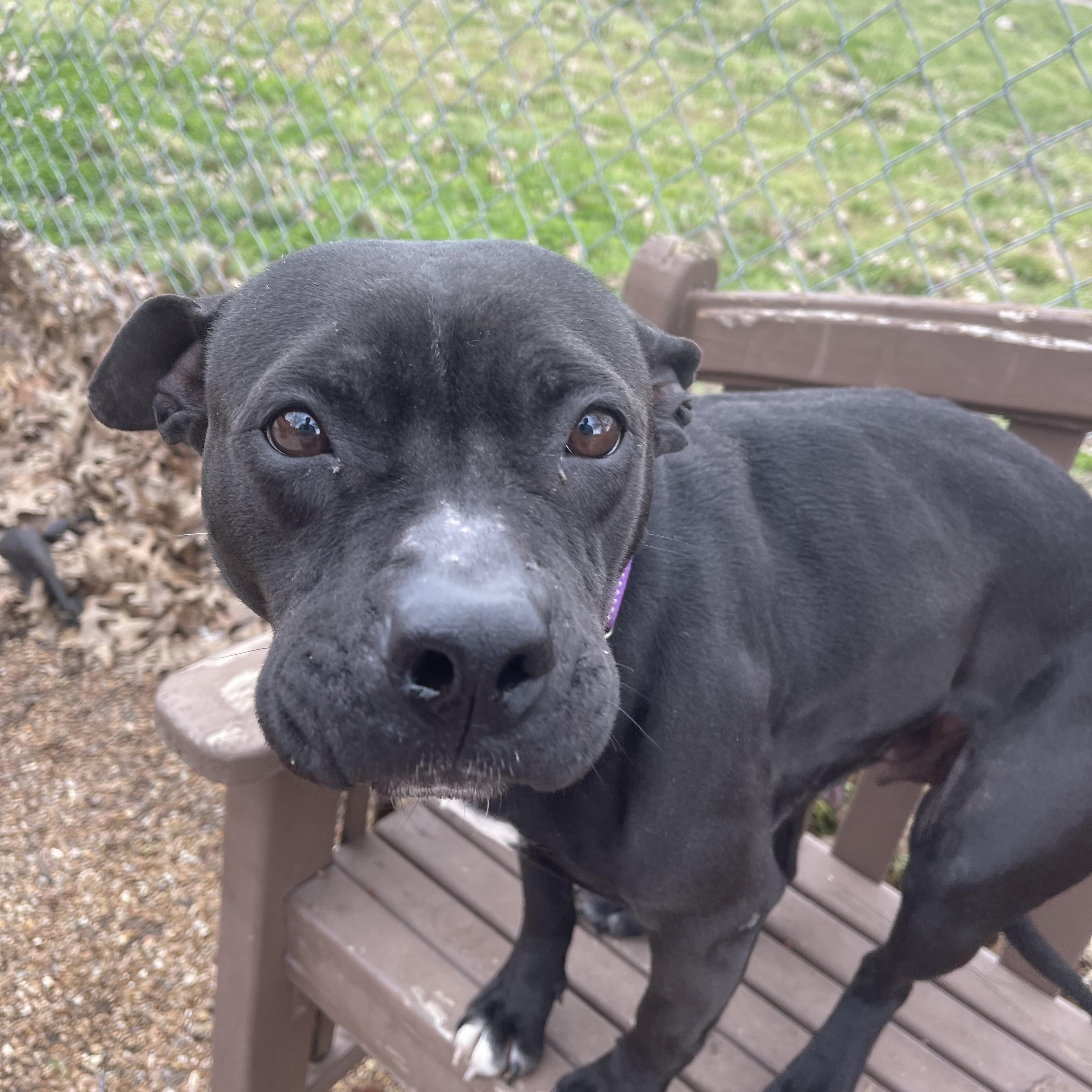Enlarge Calliope , a ADOPTABLE mixed breed in Marshall, MO image 3/4