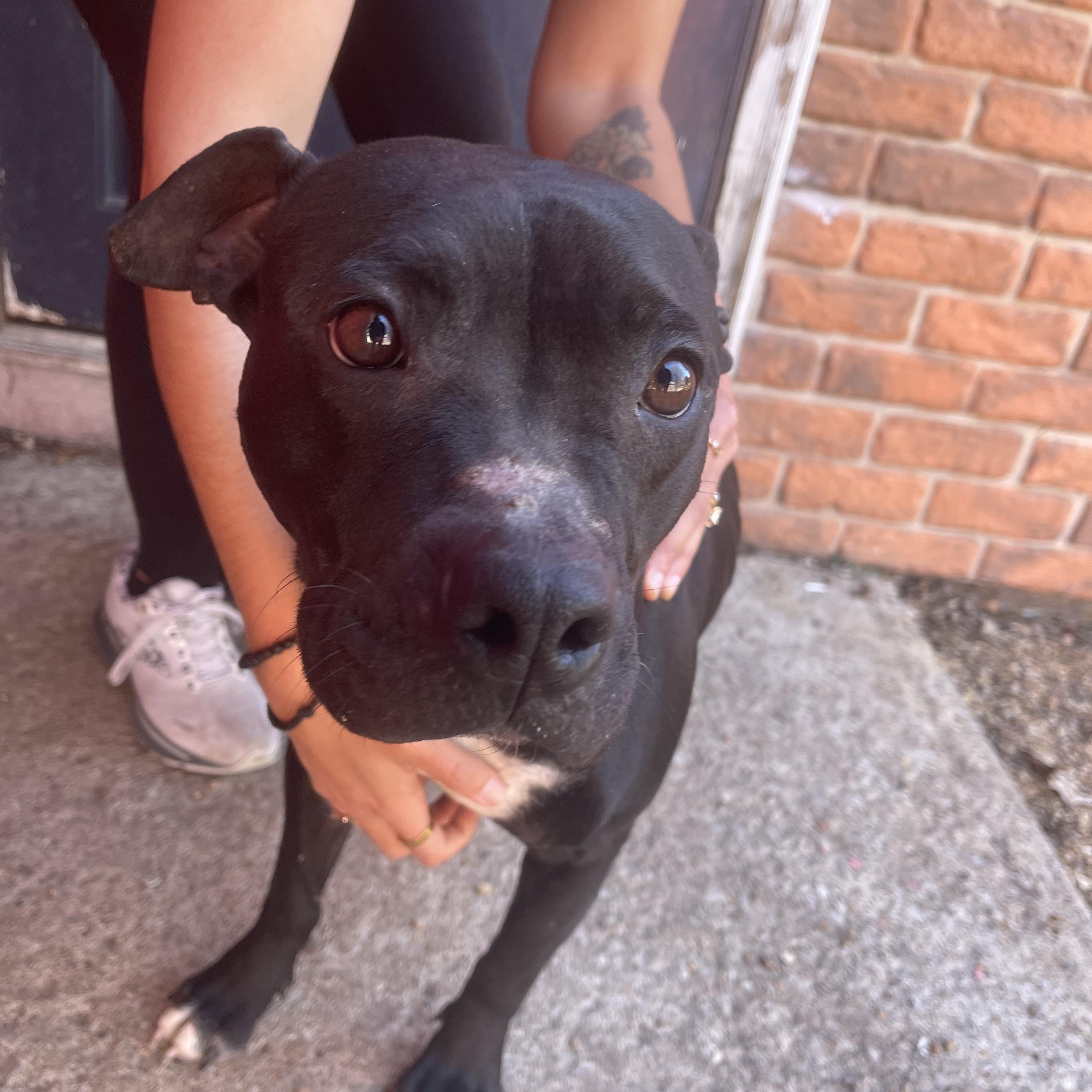 Enlarge Calliope , a ADOPTABLE mixed breed in Marshall, MO image 2/4