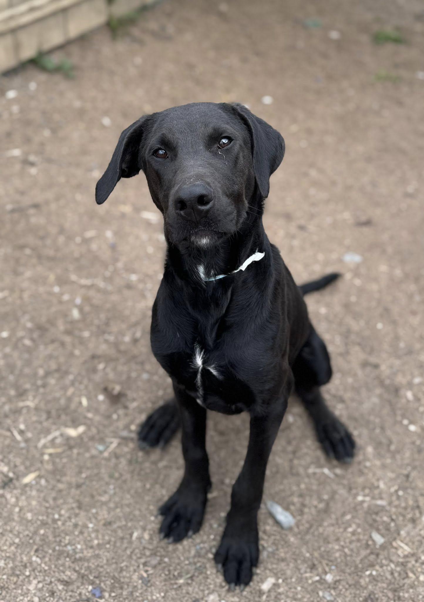 Enlarge Kohl, a Adopted mixed breed in Heuvelton, NY image 1/1