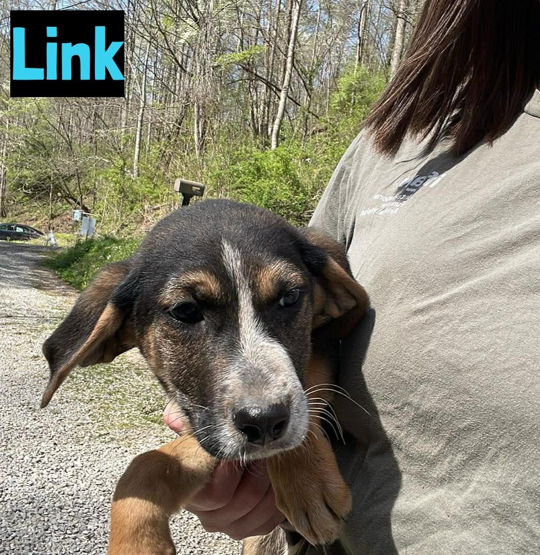 Link, ADOPTABLE, Puppy Male German Shepherd Dog.