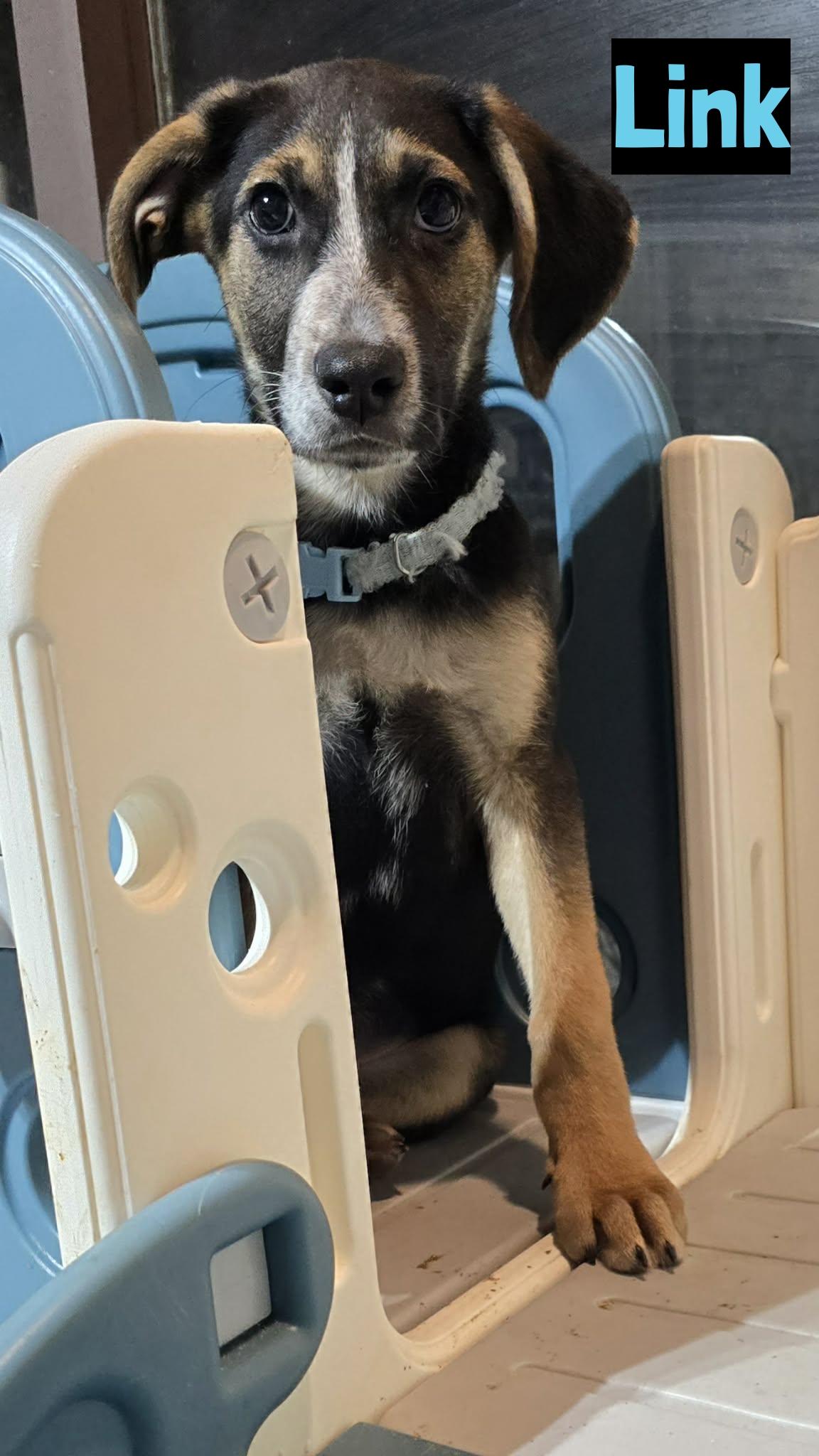 Link, ADOPTABLE, Puppy Male German Shepherd Dog.