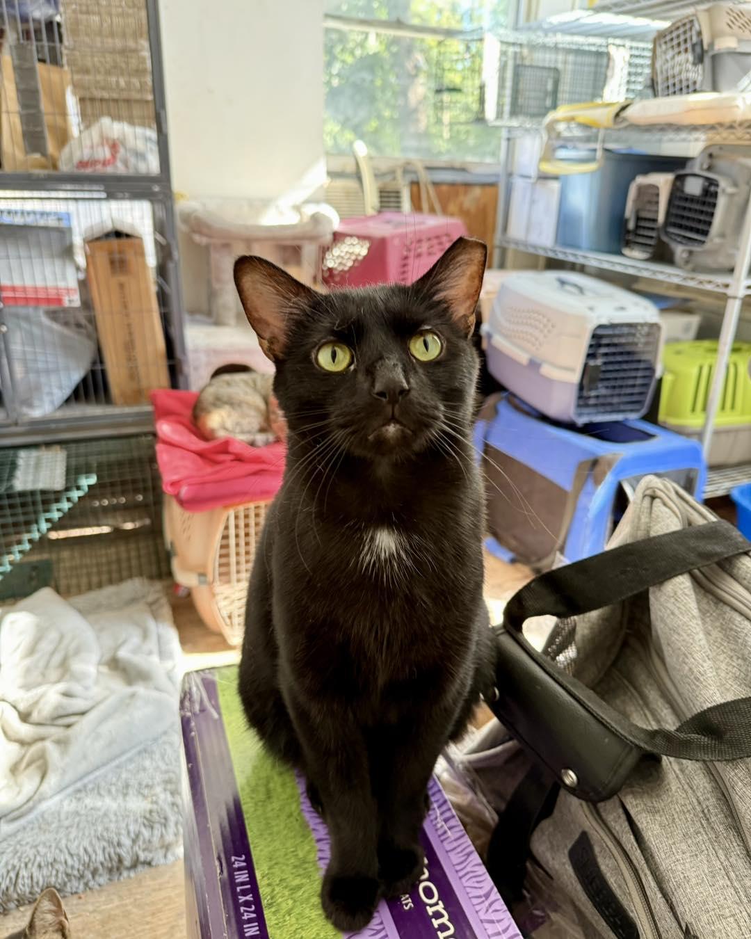 Enlarge Greenbean, a Adoptable Domestic Short Hair in Shreveport, LA image 1/3