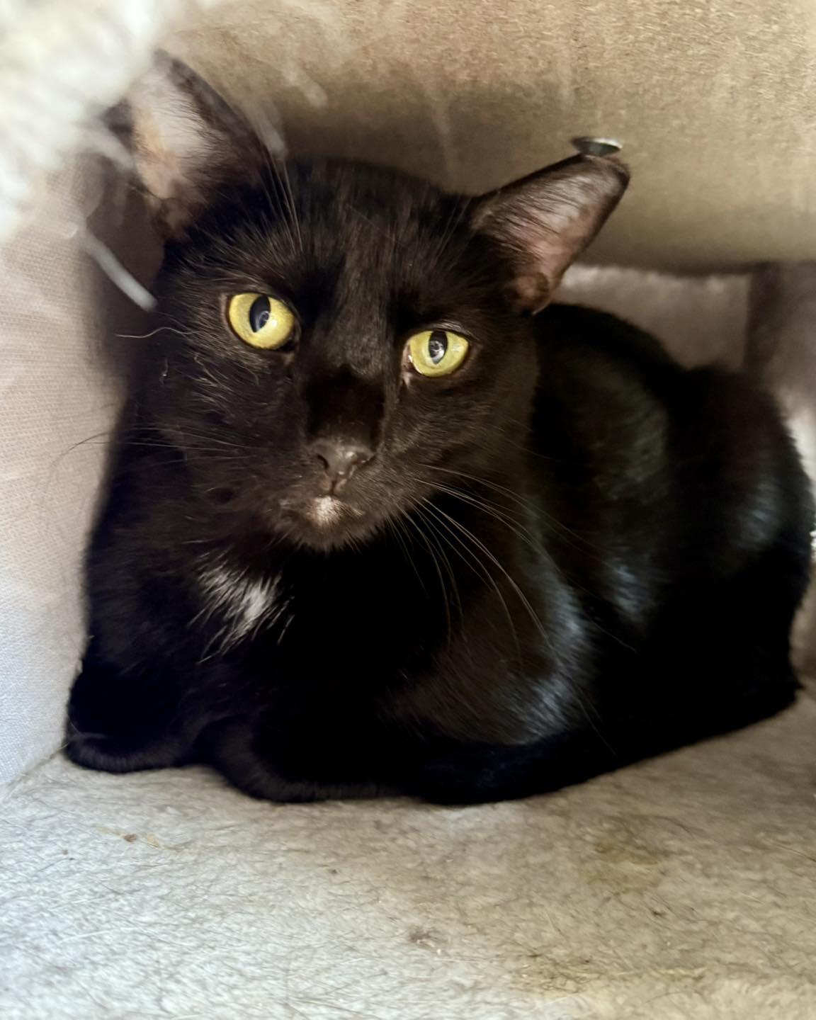 Enlarge Greenbean, a Adoptable Domestic Short Hair in Shreveport, LA image 2/3