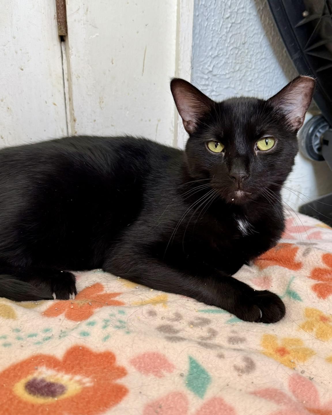 Enlarge Greenbean, a Adoptable Domestic Short Hair in Shreveport, LA image 3/3