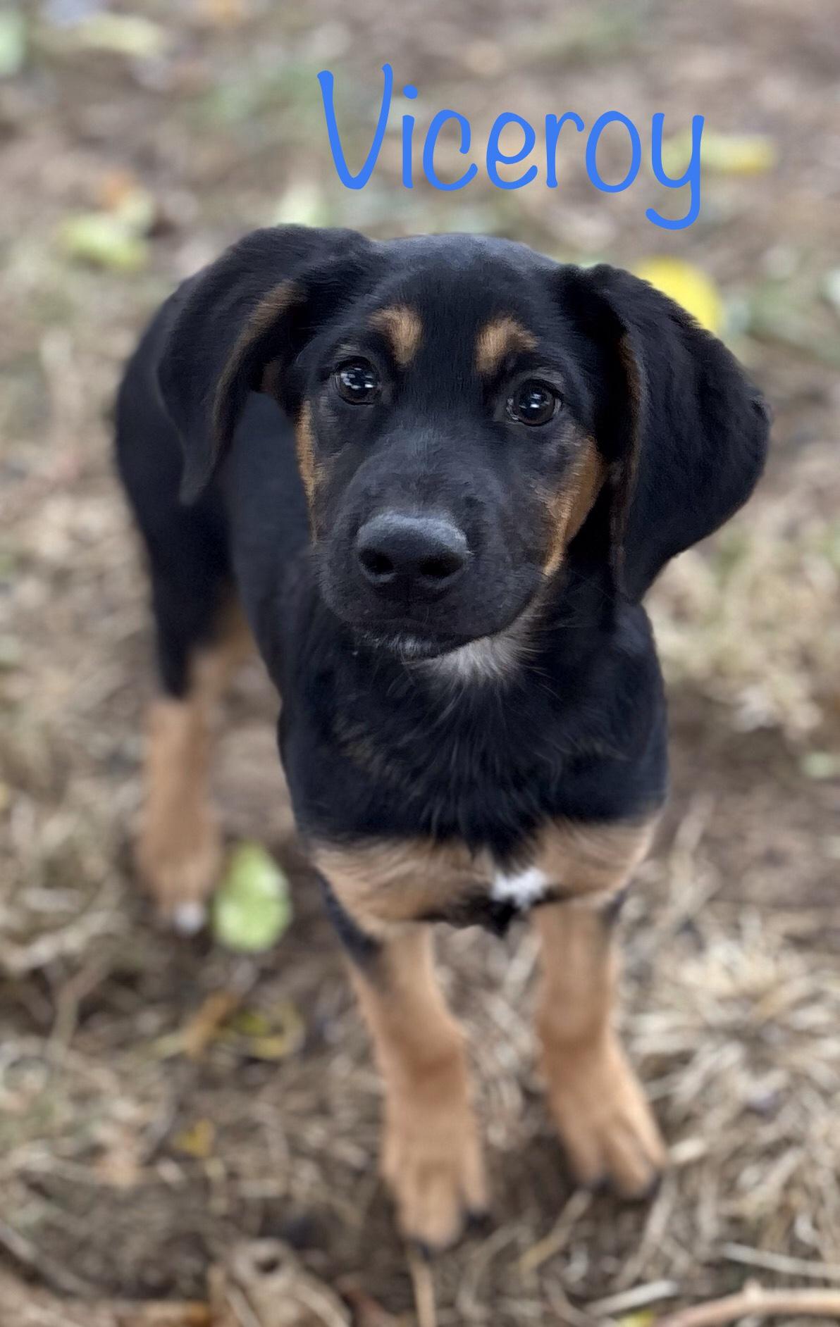 Enlarge Viceroy, a Adoptable mixed breed in Red Bluff, CA image 1/4