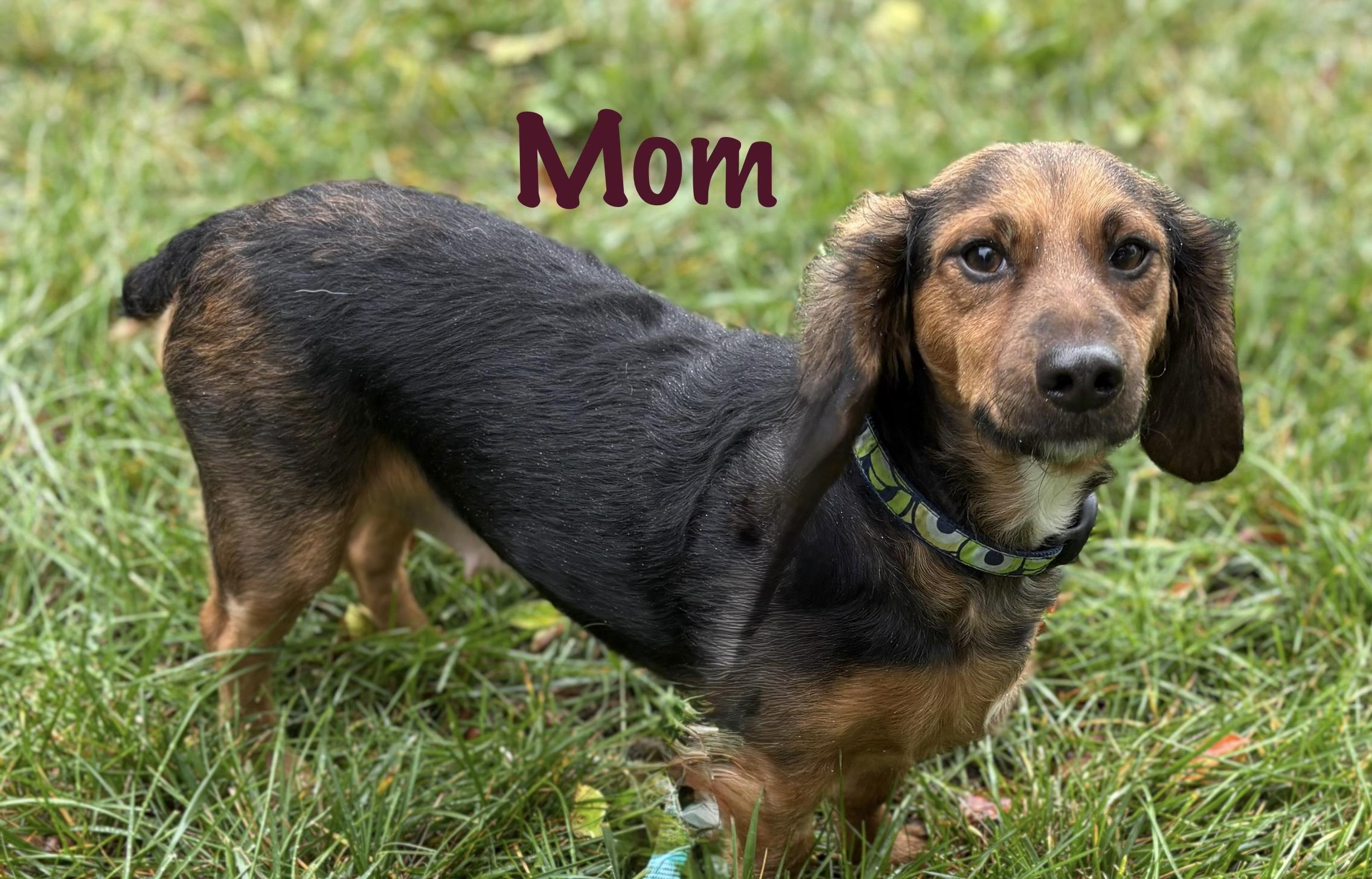 Enlarge Viceroy, a Adoptable mixed breed in Red Bluff, CA image 2/4